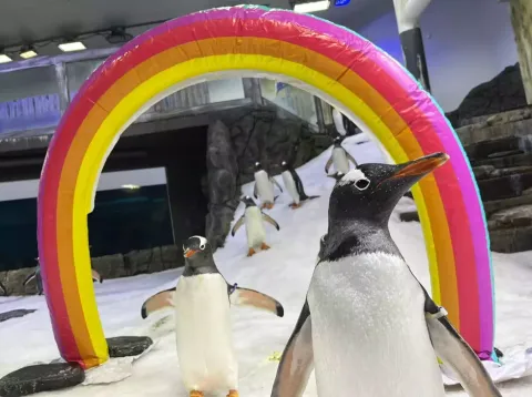 Pinguim gay mundialmente famoso morre e parceiro tem reação 