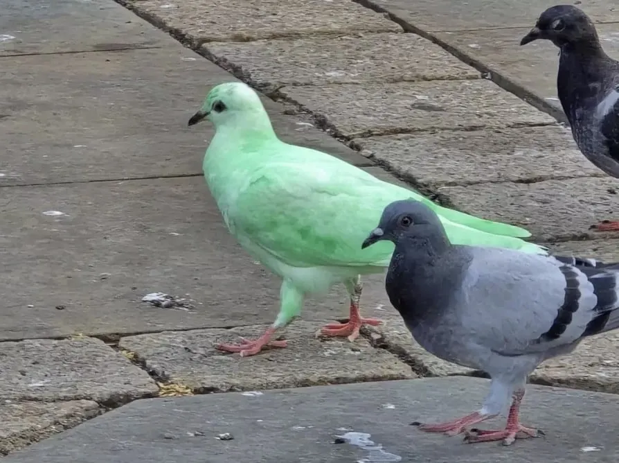 Pombo verde-brilhante e misterioso é visto em cidade e espec