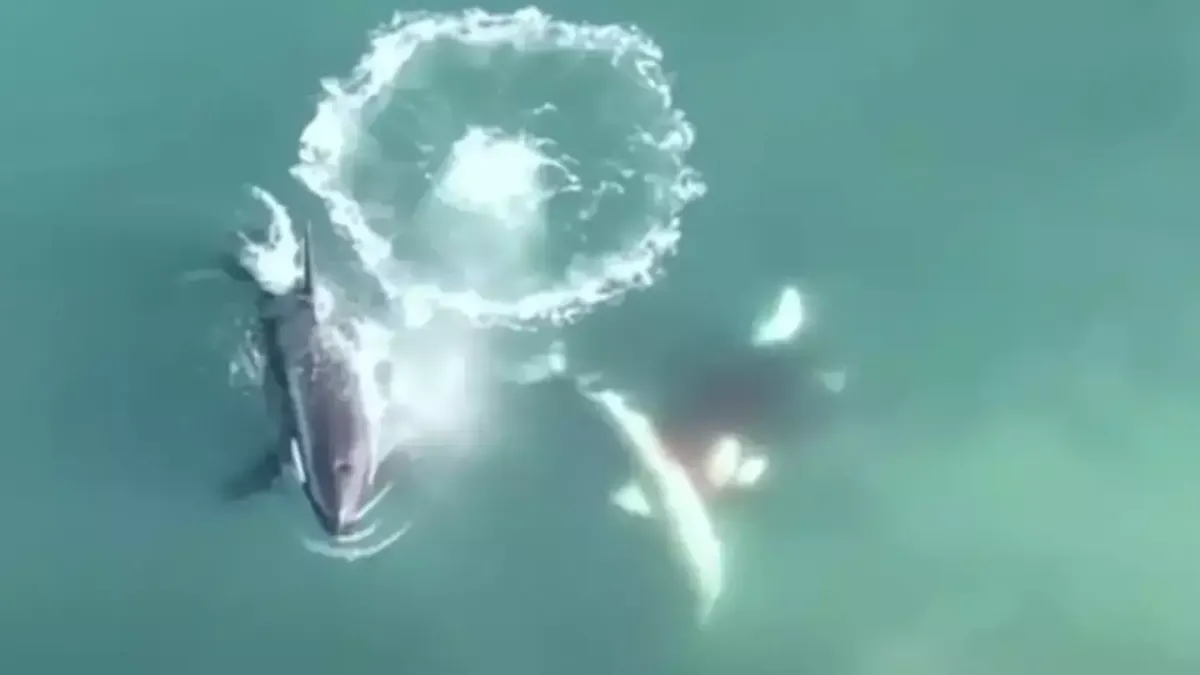 Primeiro vídeo aéreo de orcas caçando e matando tubarões-bra