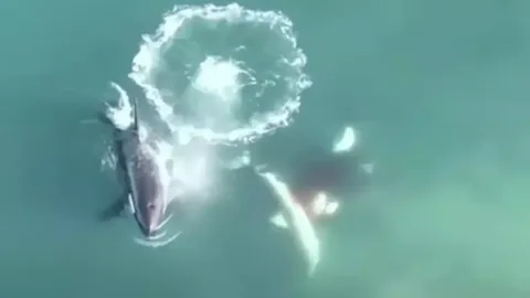 Primeiro vídeo aéreo de orcas caçando e matando tubarões-bra