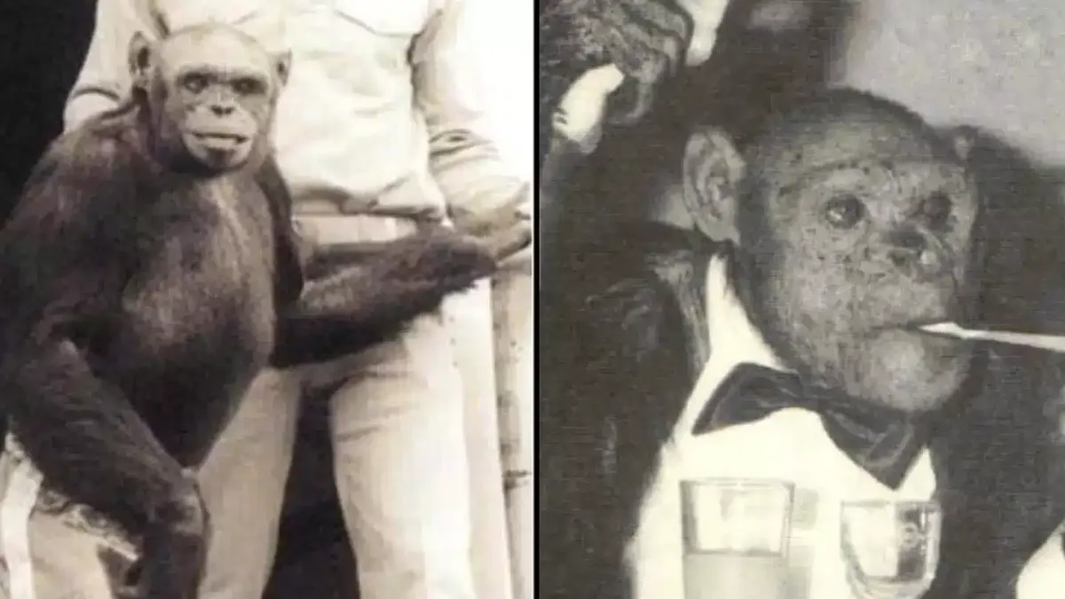 Rara filmagem de Oliver, o ‘humanzé’, está aterrorizando as