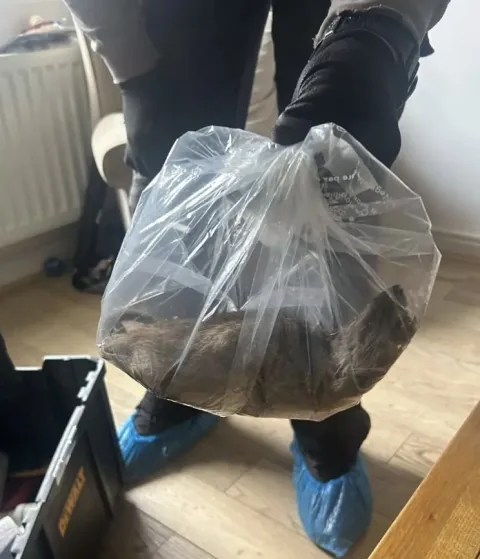 Rato gigante do “tamanho de um cachorro” encontrado em casa 