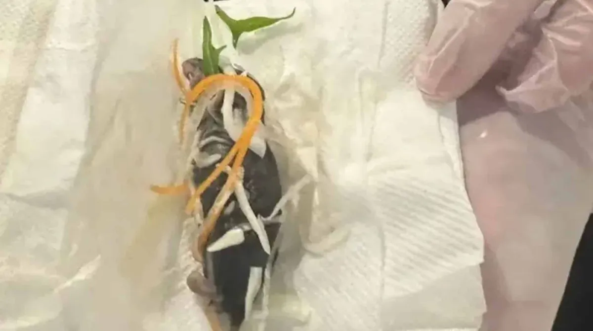 Restaurante se desculpa após cliente encontrar rato em salad