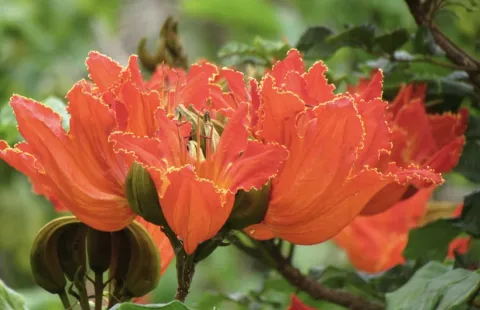 SC proíbe “planta assassina” e prevê multa de R$ 1.000