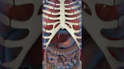 Simulação chocante mostra o que acontece com seu corpo quand