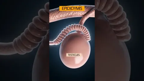 Simulação chocante mostra o que realmente acontece com o esp