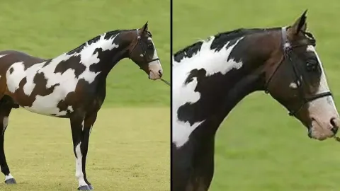 Somente pessoas “com alto QI” conseguem identificar o segund