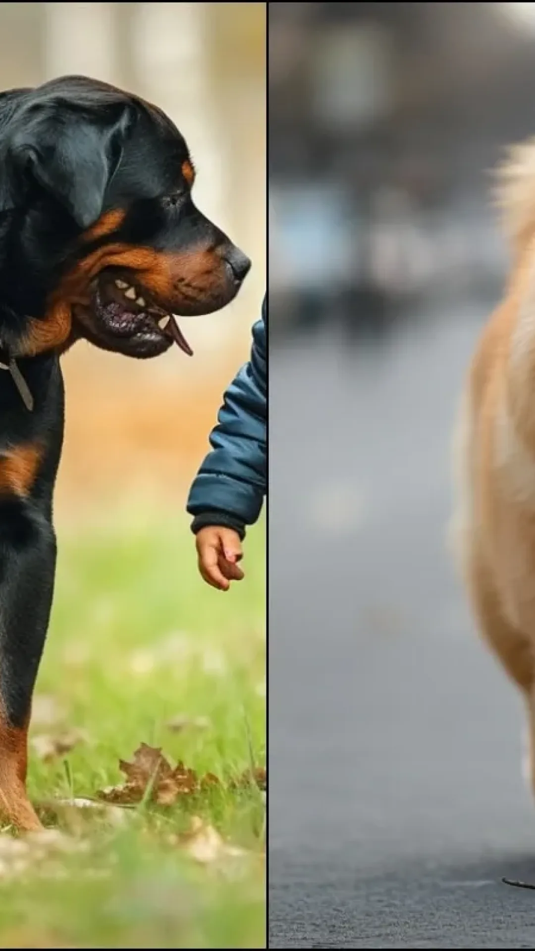 5 raças de cães mais caras do mundo