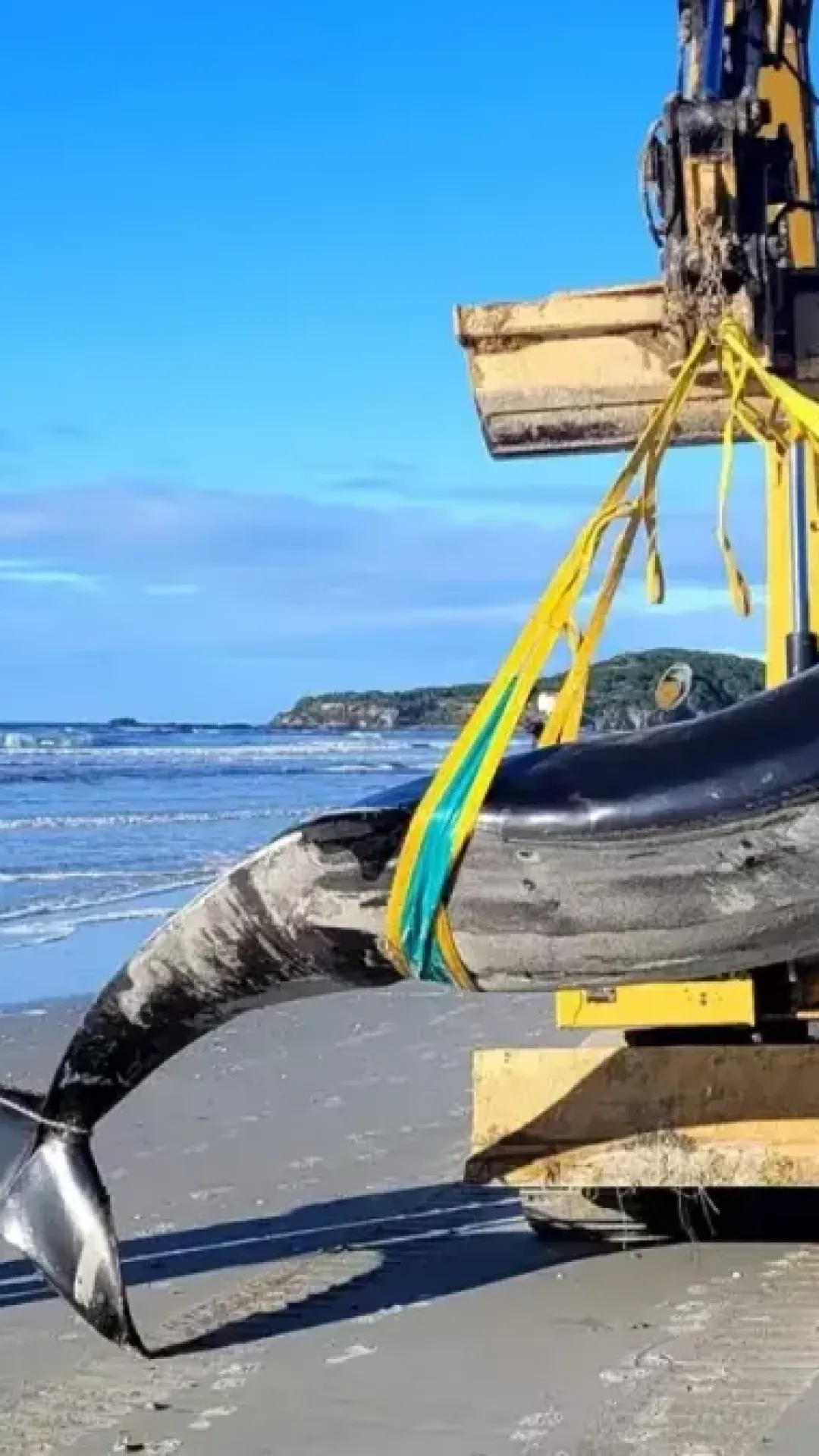 ‘A baleia mais rara do mundo’ aparece na praia e é apenas o sexto avistamento na história