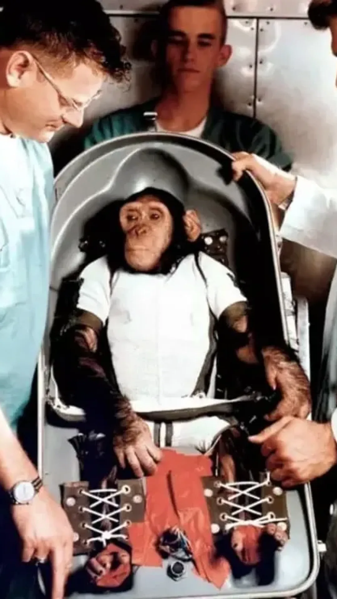 A história comovente do que aconteceu com o chimpanzé enviado ao espaço pela NASA em 1961