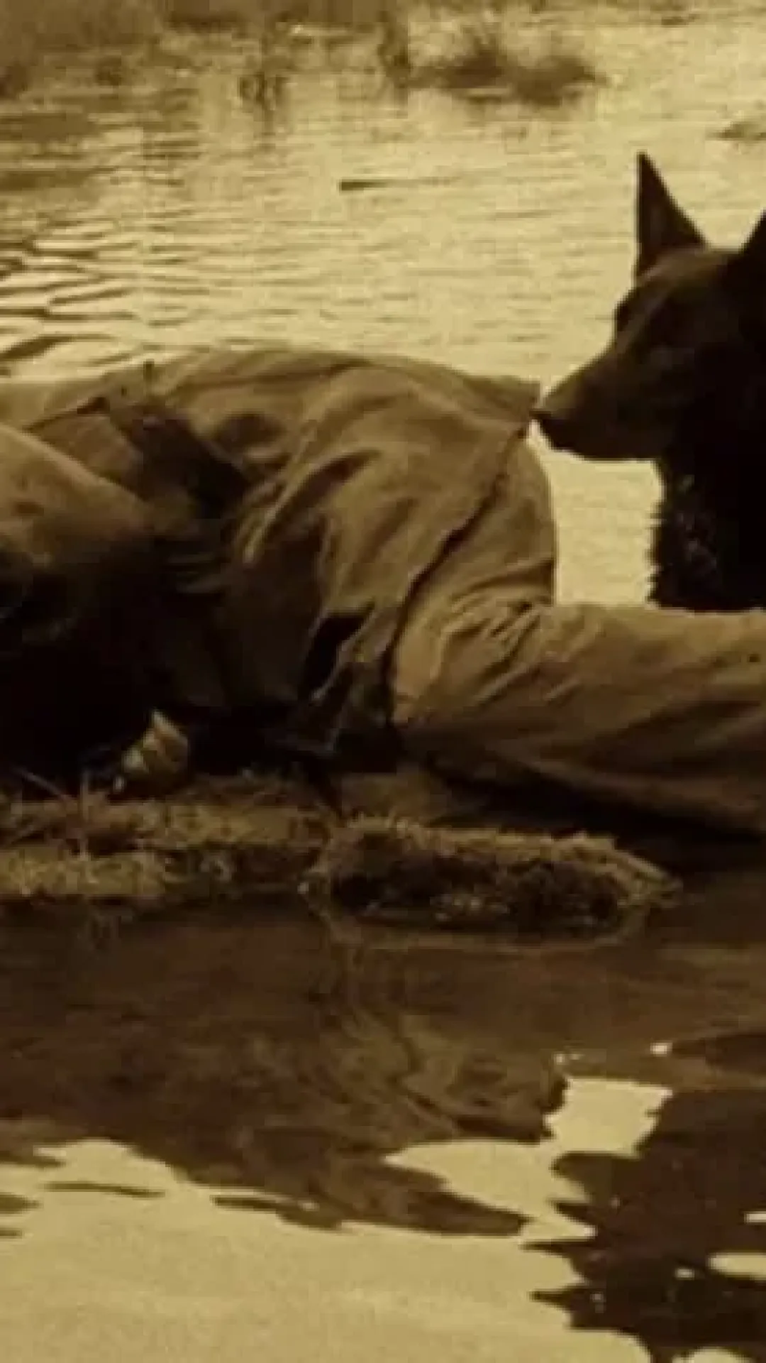 A história sinistra por trás do filme com 100% de aprovação que matou seu diretor, sua esposa e o ator principal