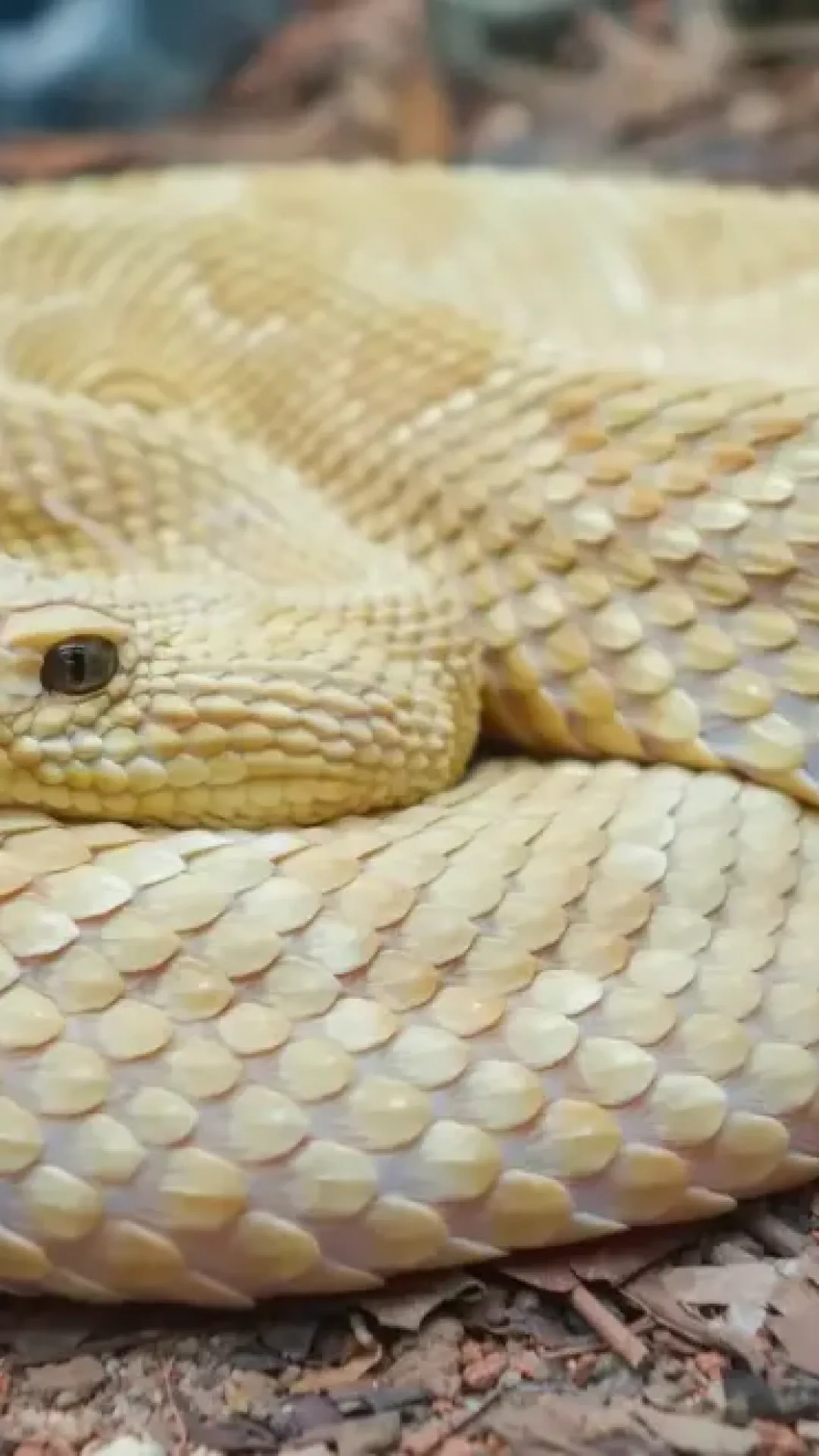 A Ilha das Cobras, no Brasil, onde nenhum humano pode visitar, é lar de uma espécie muito mais letal do que as cobras comuns