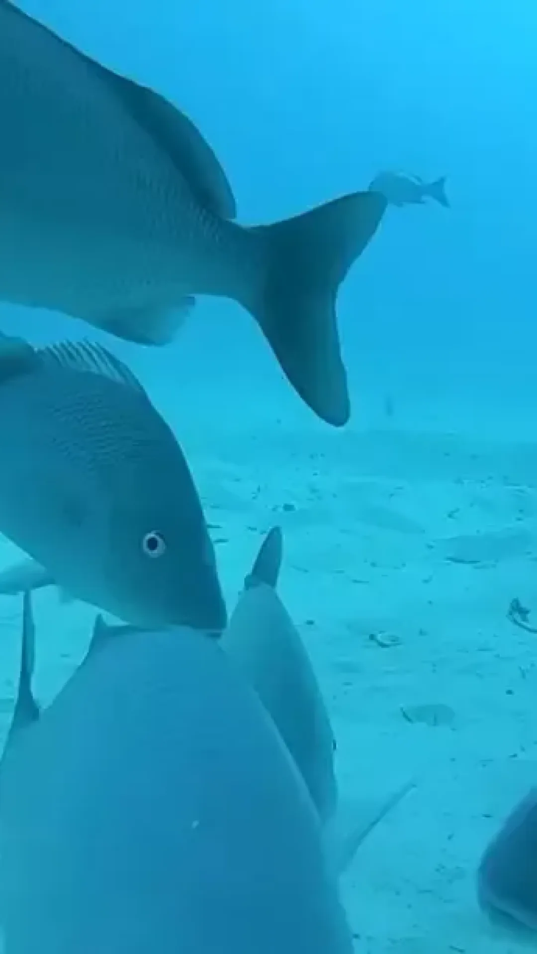 A “realidade aterrorizante” é revelada depois que um homem jogou uma GoPro de um navio de cruzeiro no oceano