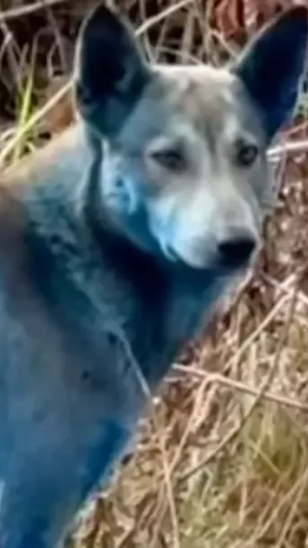A verdade por trás dos cães azuis vistos em Chernobyl, próximo ao local do desastre nuclear