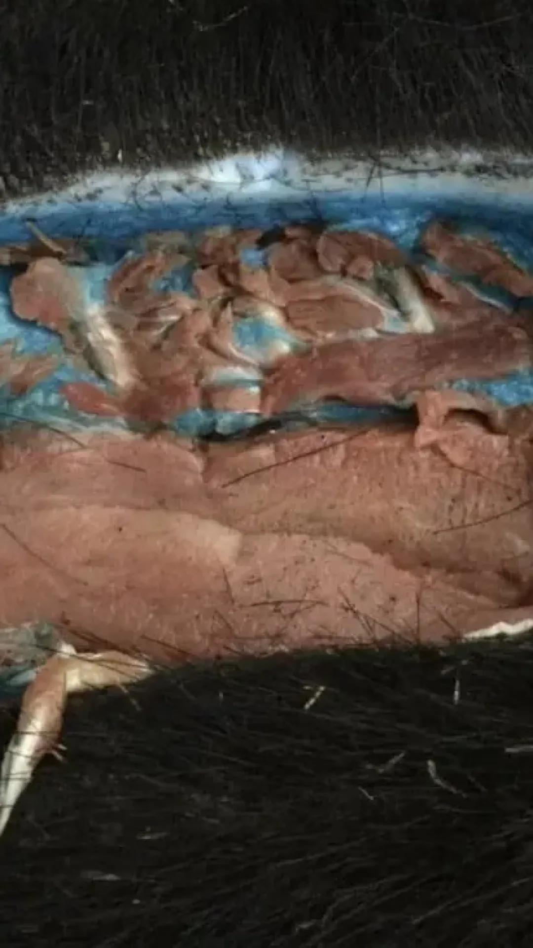 Alerta de saúde urgente emitido após porcos com carne “azul neon” serem descobertos nos EUA