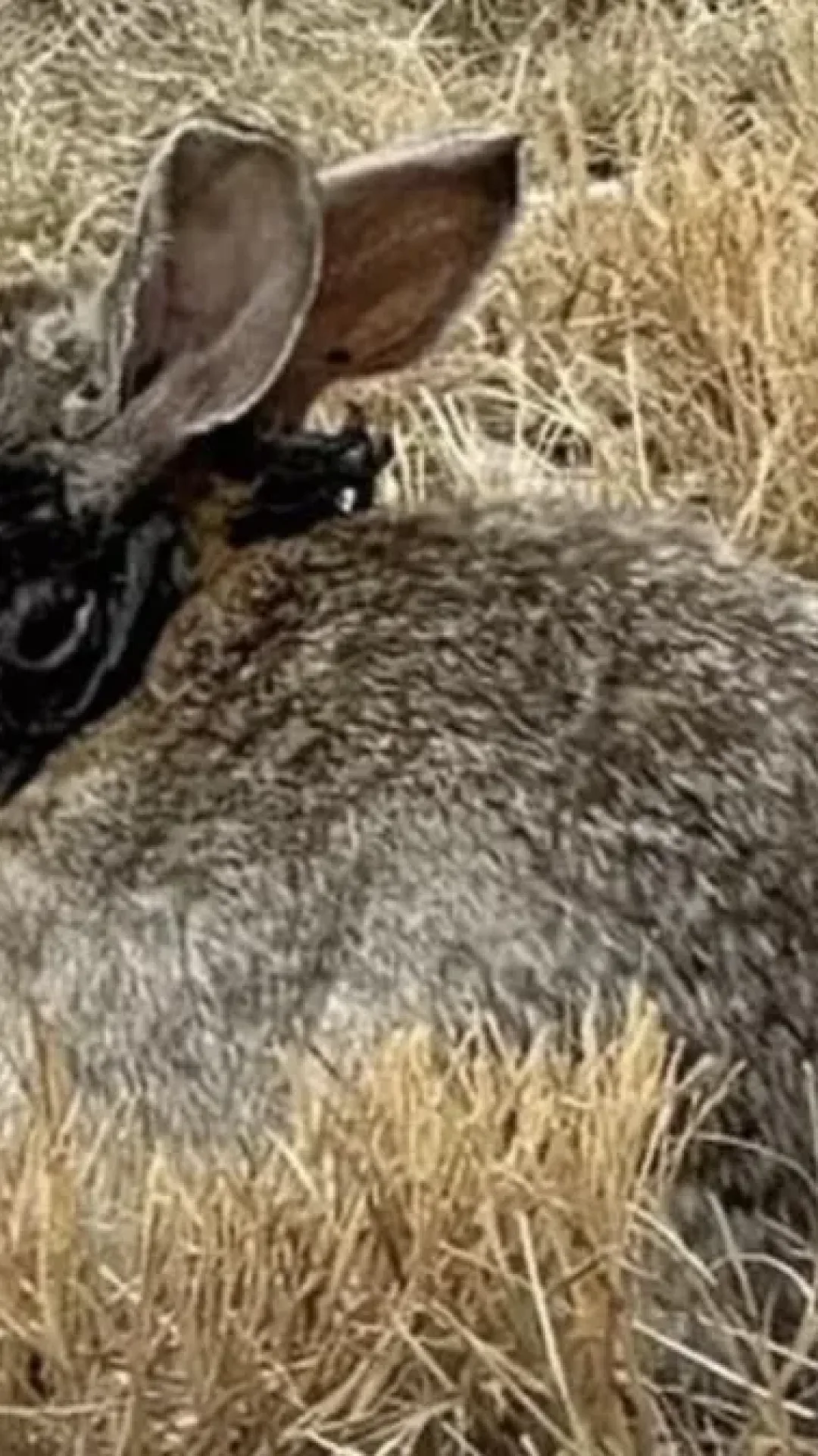 Alerta emitido enquanto coelhos “Frankenstein” infectados com “tentáculos” estão causando pânico