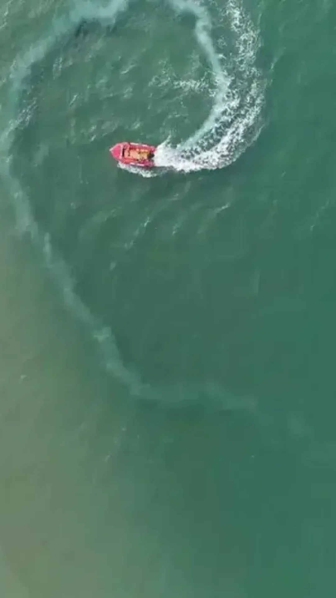 Apenas pessoas com “visão de sniper” conseguem encontrar este tubarão escondido no oceano