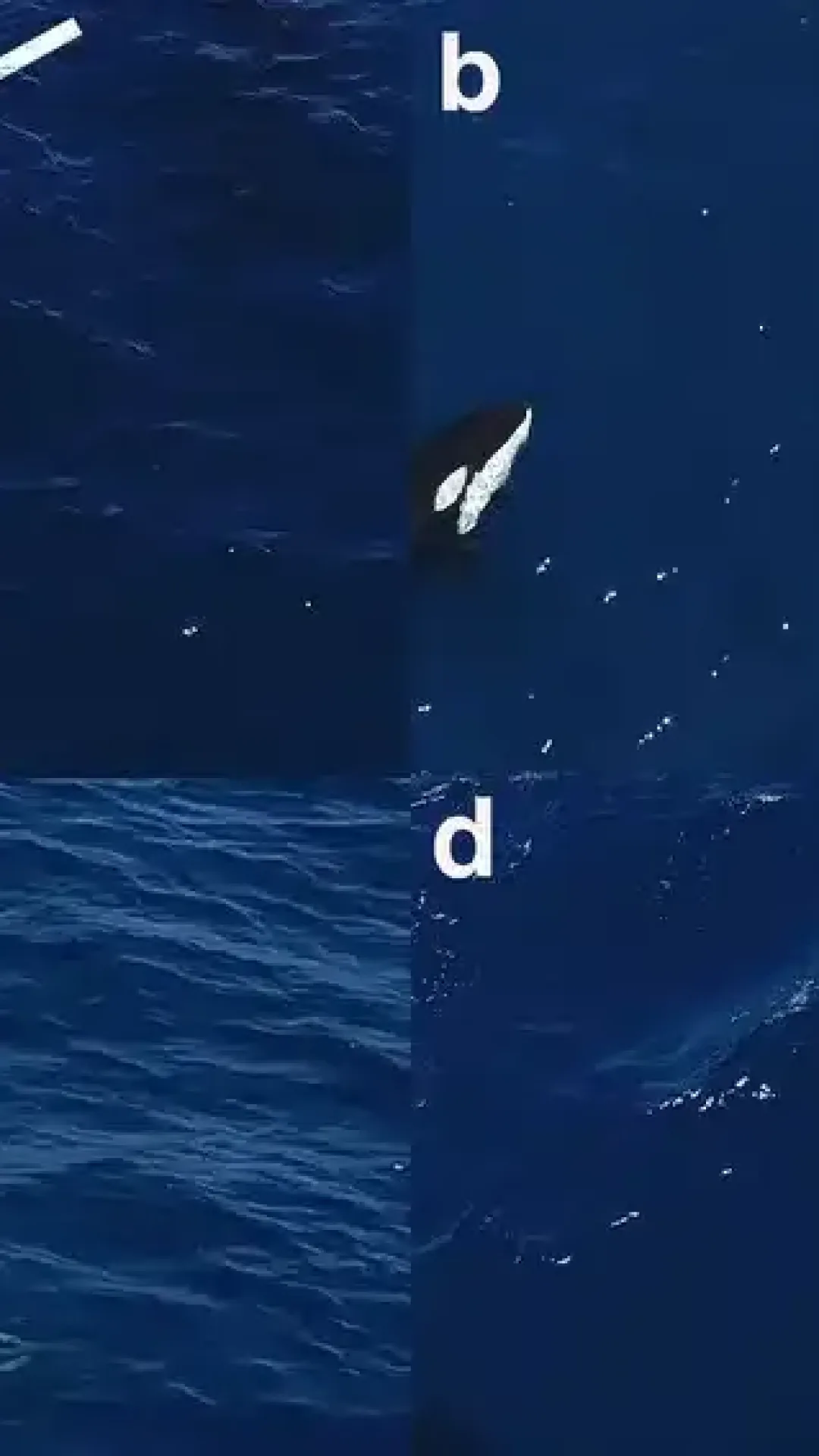 As orcas aprenderam a caçar tubarões-brancos de um jeito tão brutal que beira o sadismo