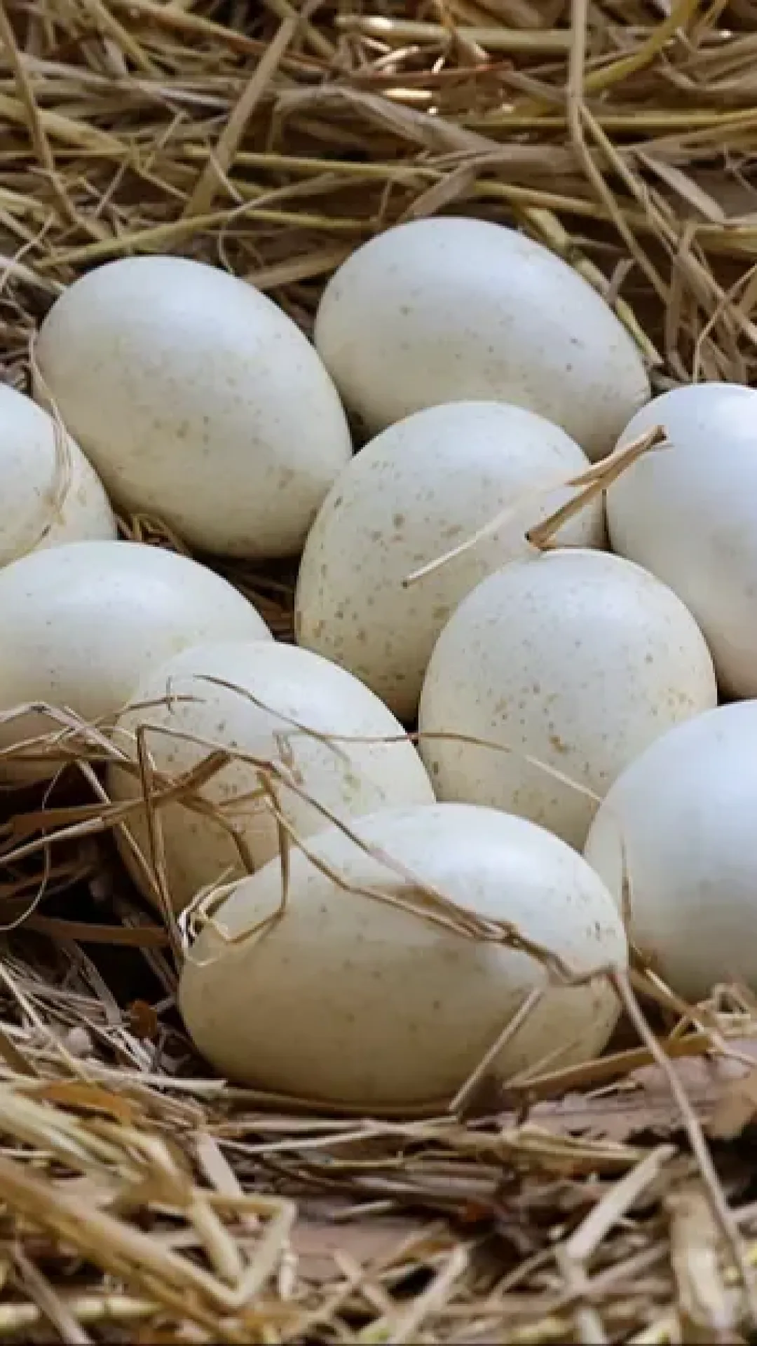 As pessoas estão descobrindo agora por que não podemos comer ovos de peru