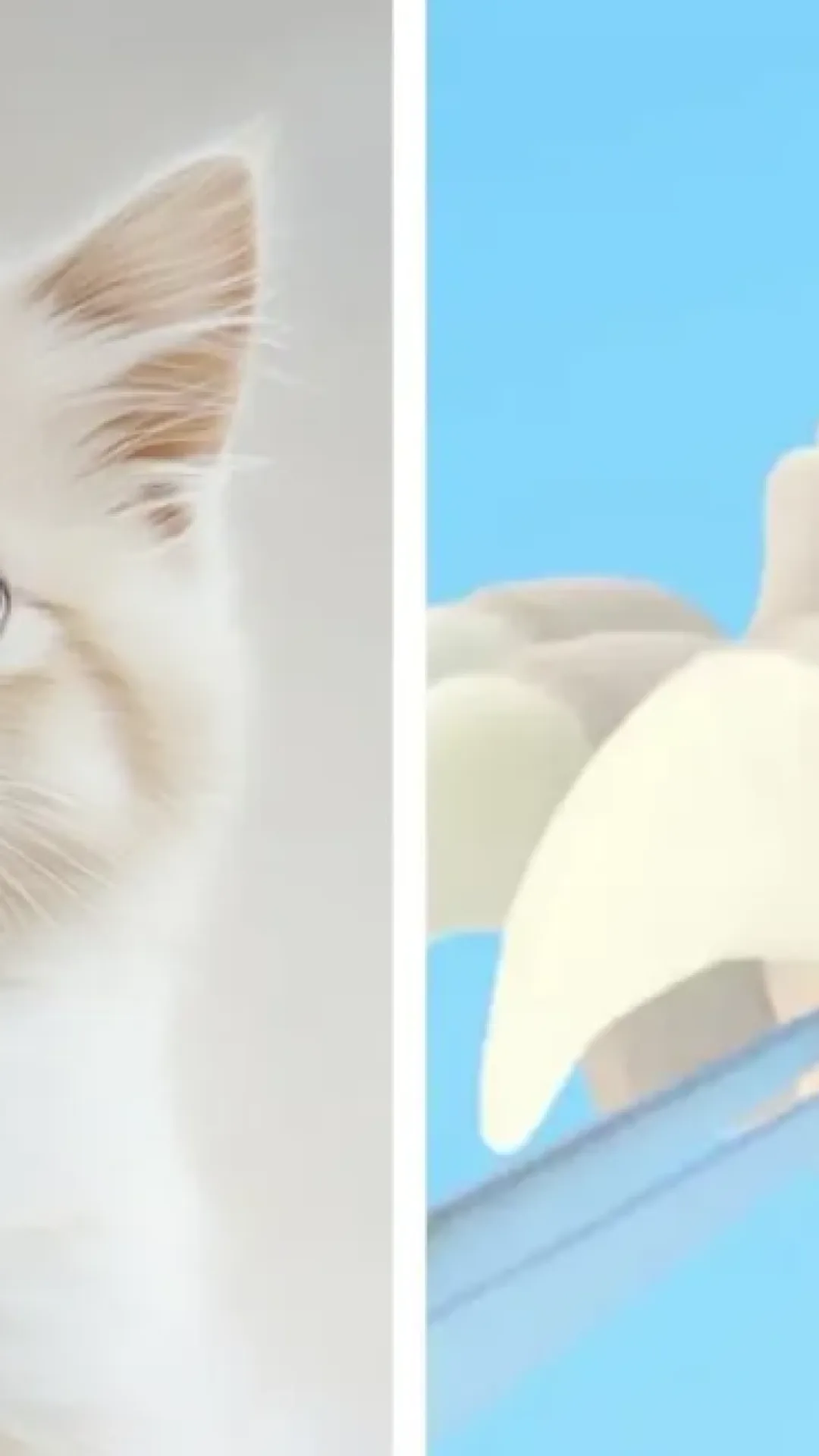 As pessoas estão descobrindo o motivo brutal pelo qual você nunca deve desungular seus gatos
