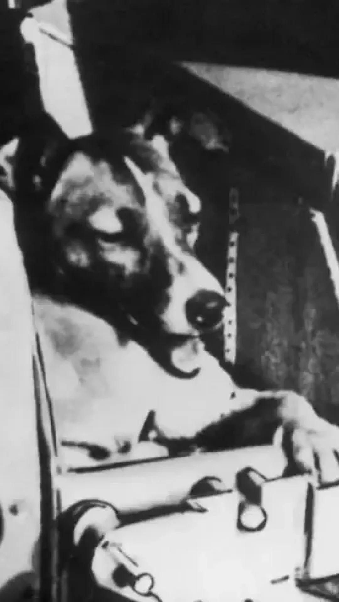 As pessoas só agora estão descobrindo o que realmente aconteceu com o primeiro cão enviado ao espaço — e é de partir o coração