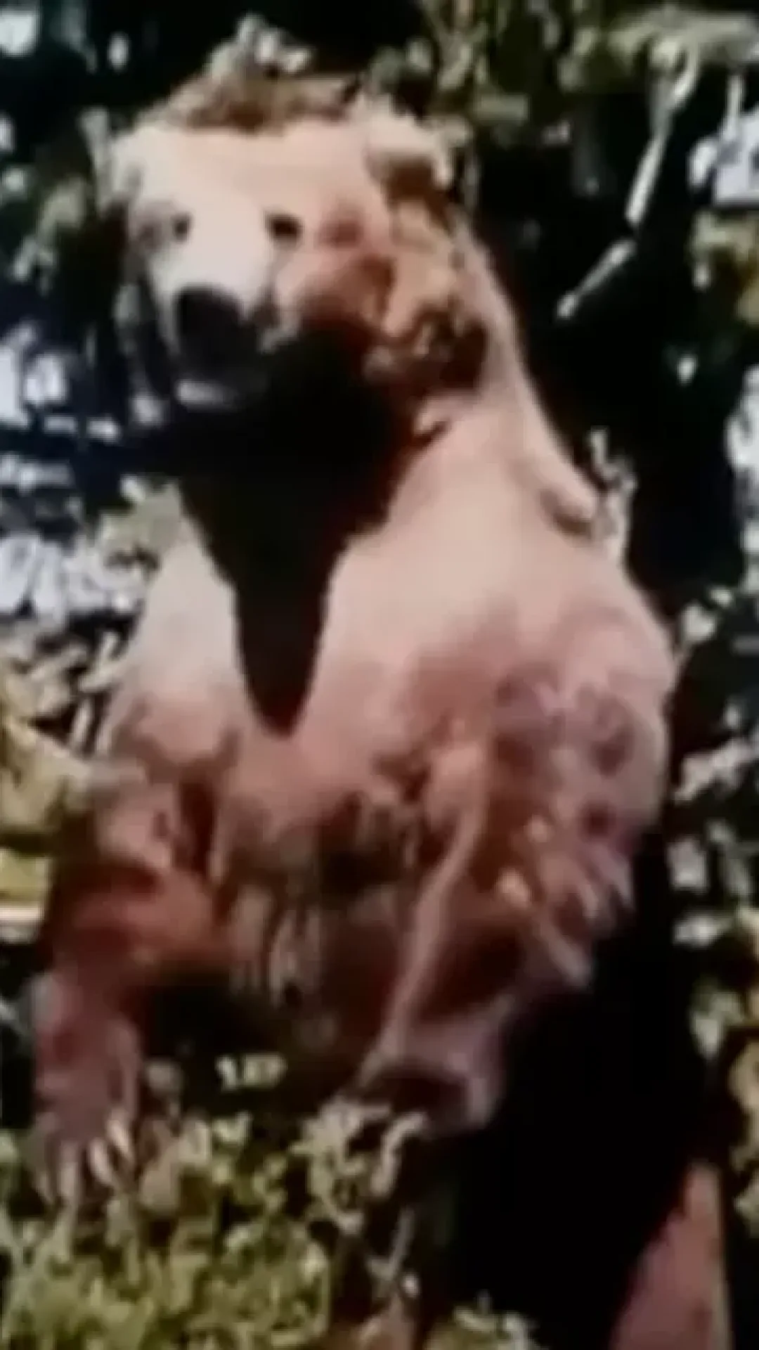 As últimas palavras angustiantes de homem antes de ele e sua namorada serem devorados por um urso