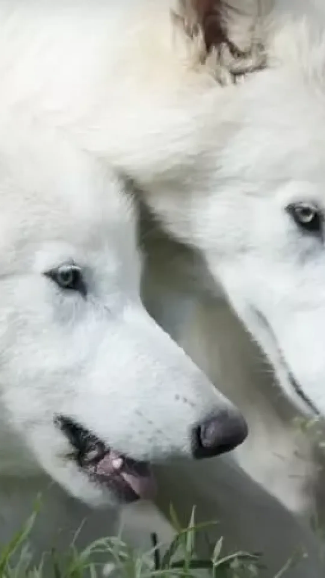Atualização chocante sobre os lobos terríveis ‘trazidos de volta da extinção’ revela que eles mais que dobraram de tamanho