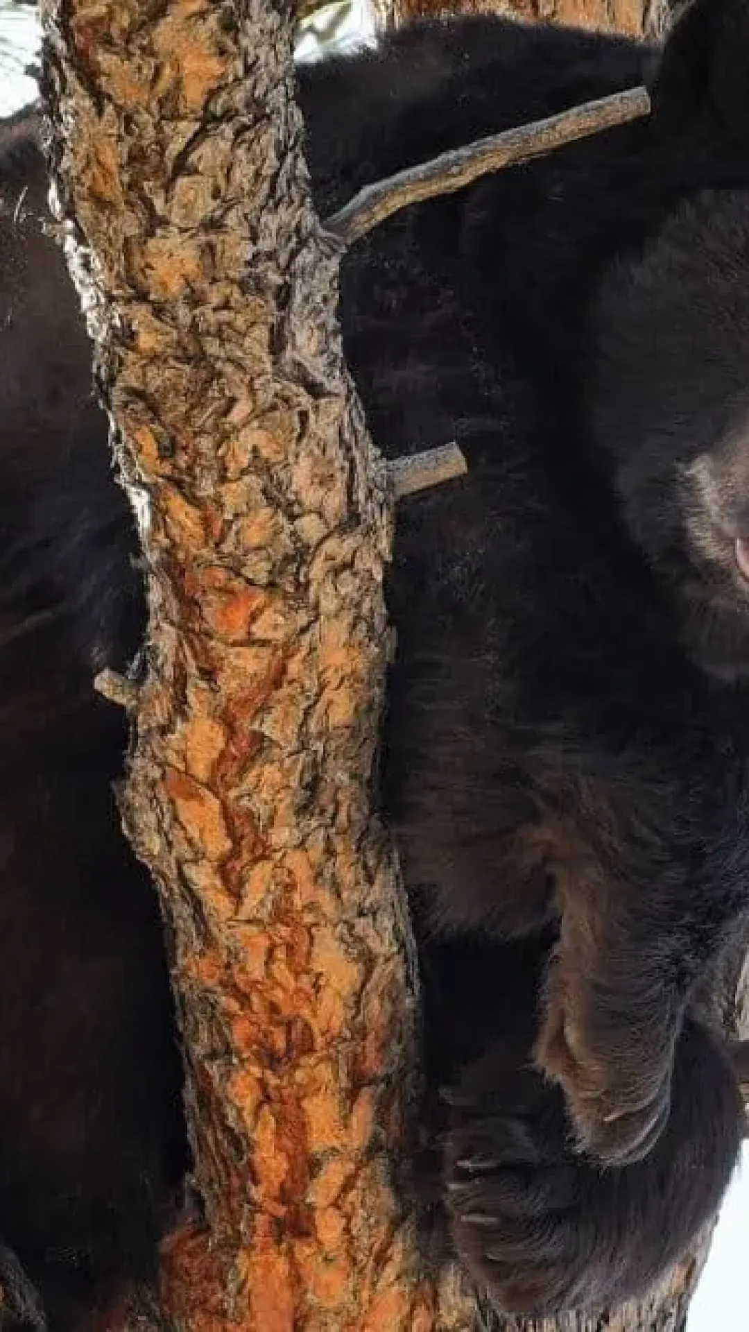 Caçador morre após urso, baleado em árvore, cair sobre ele