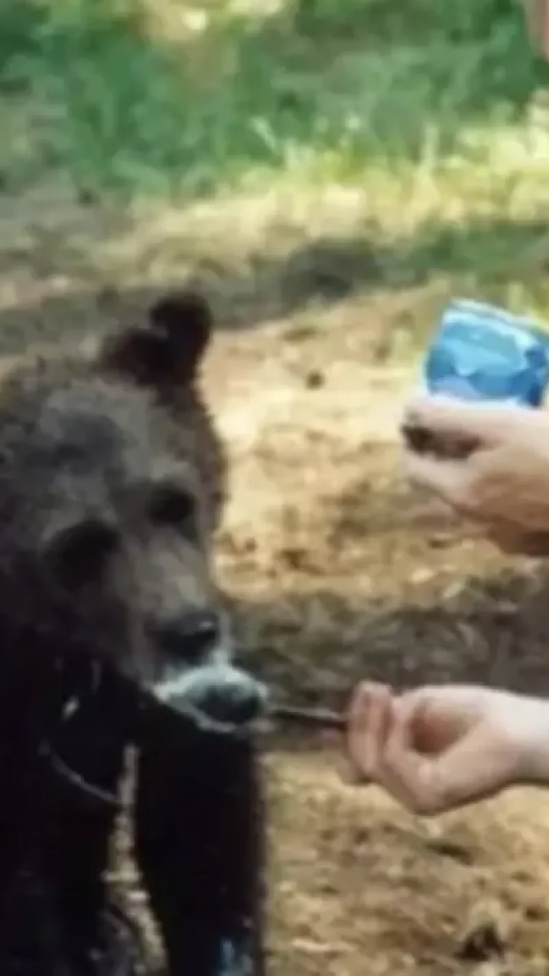 Caçador russo morto por urso que criava desde filhote