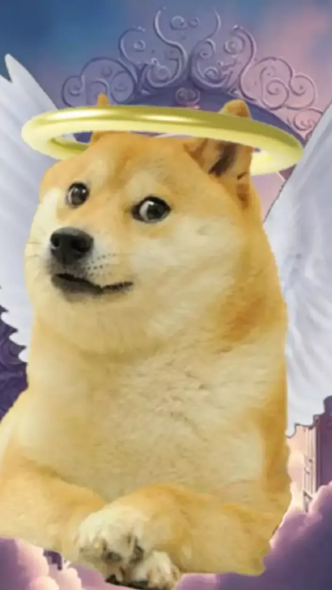 Cachorrinha Kabosu, do meme viral, morreu