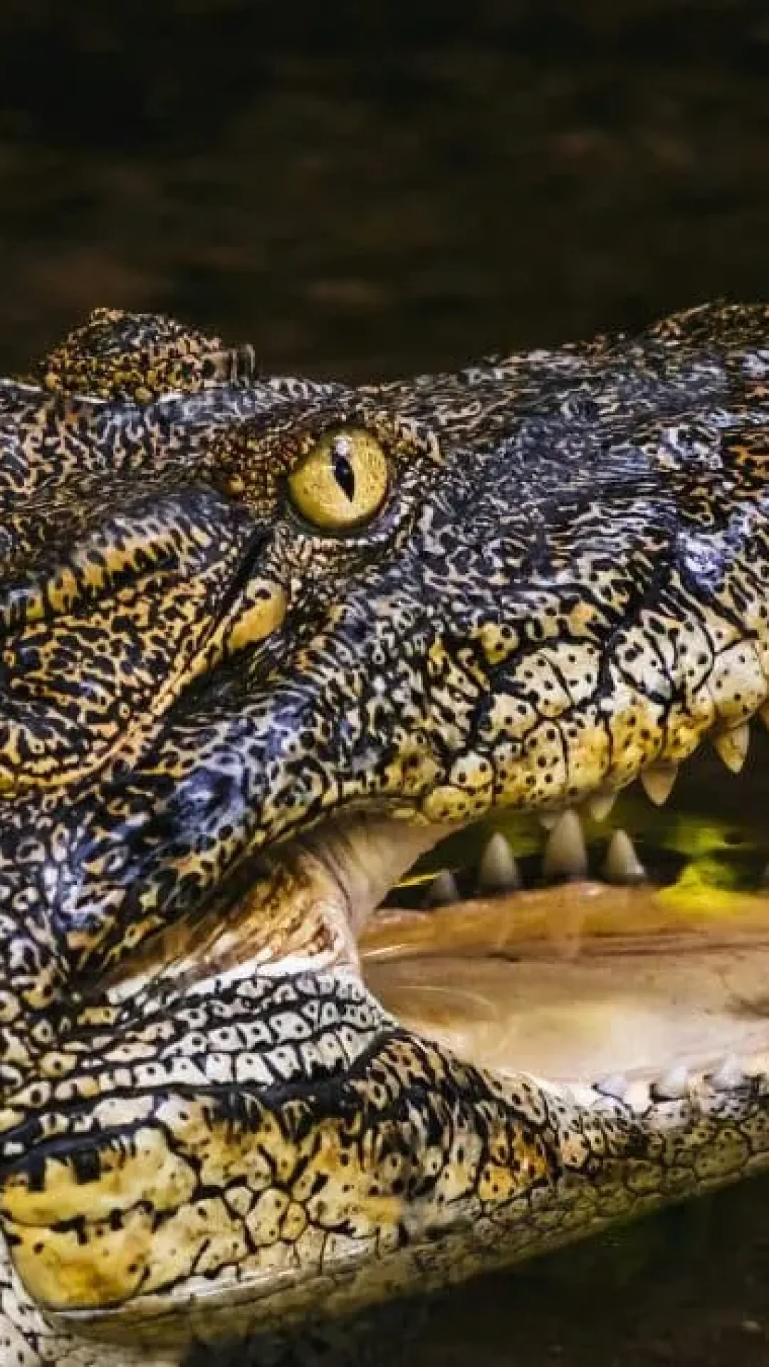 Canoístas capturam momento em que amigo é emboscado e morto por crocodilo ‘devorador de homens’ em vídeo