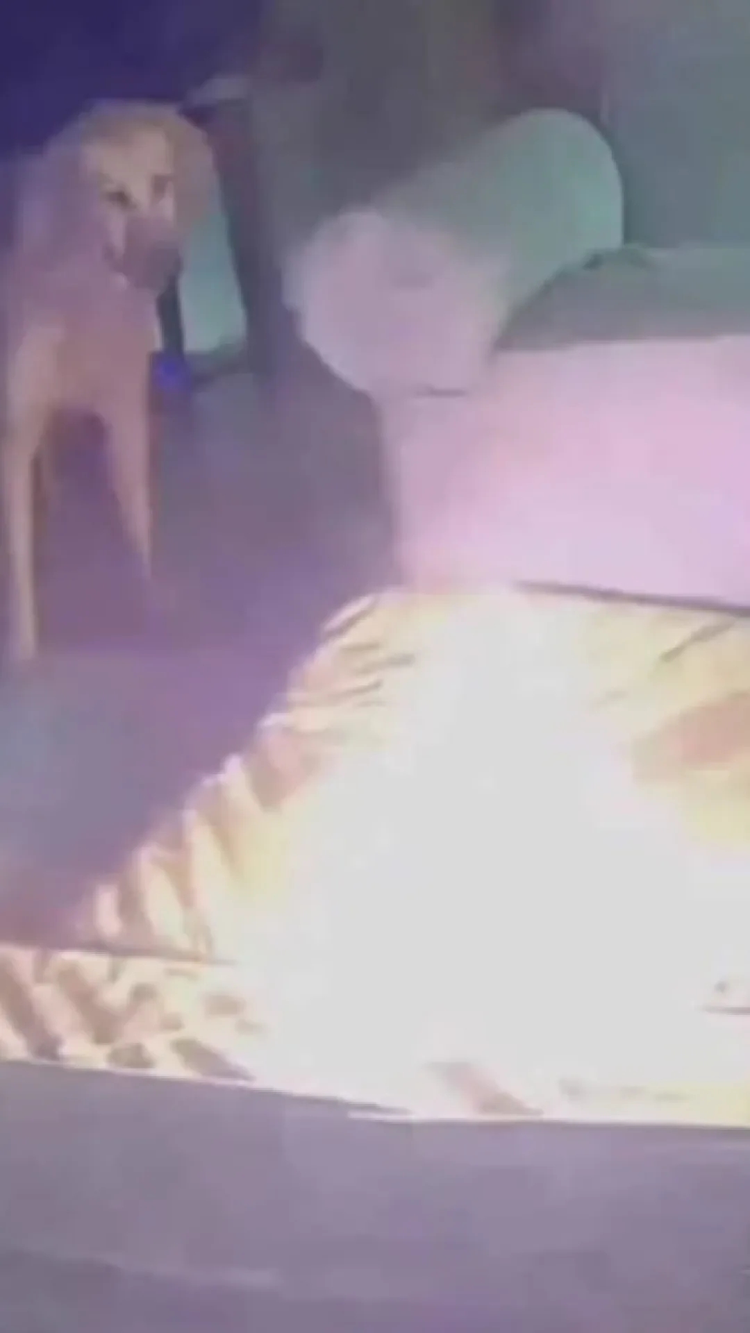 Cão causa incêndio ao morder bateria: vídeo chocante
