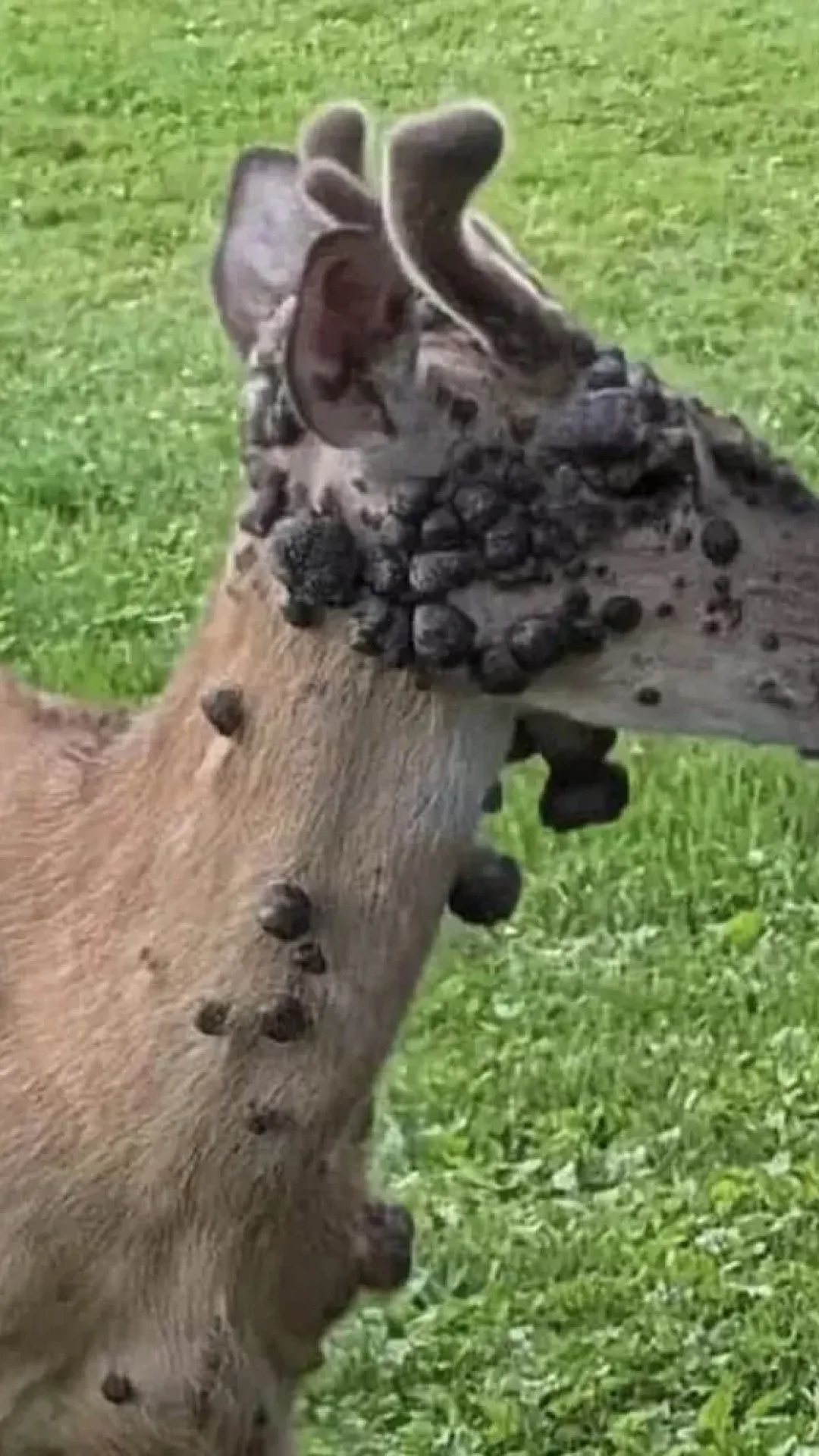 “Cervo mutante” é visto com bolhas de carne assustadoras enquanto crescem os temores de surto