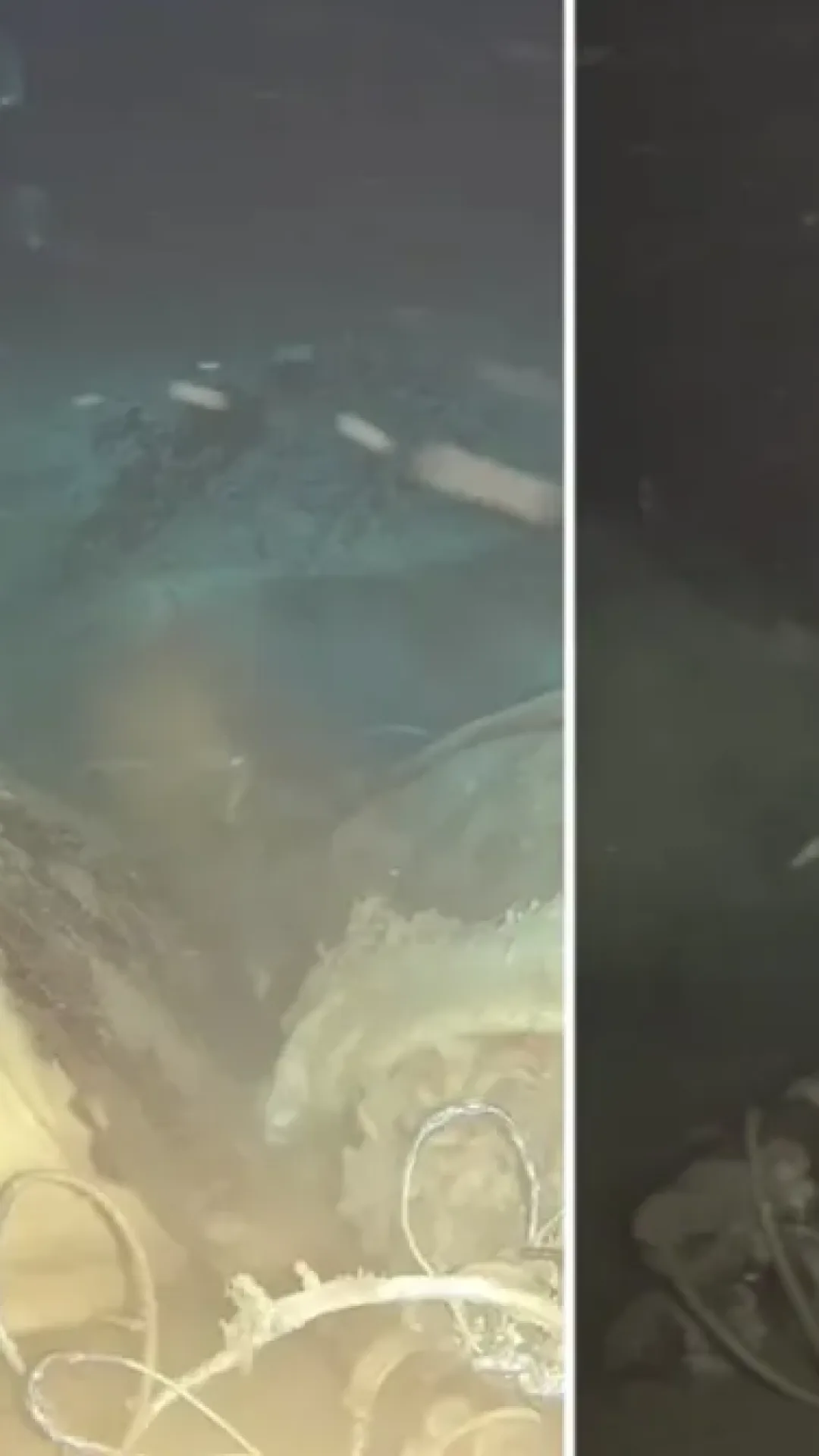 Cientistas deixaram cair o cadáver de uma vaca a 1.629 metros de profundidade e apareceram 8 visitantes nunca antes vistos