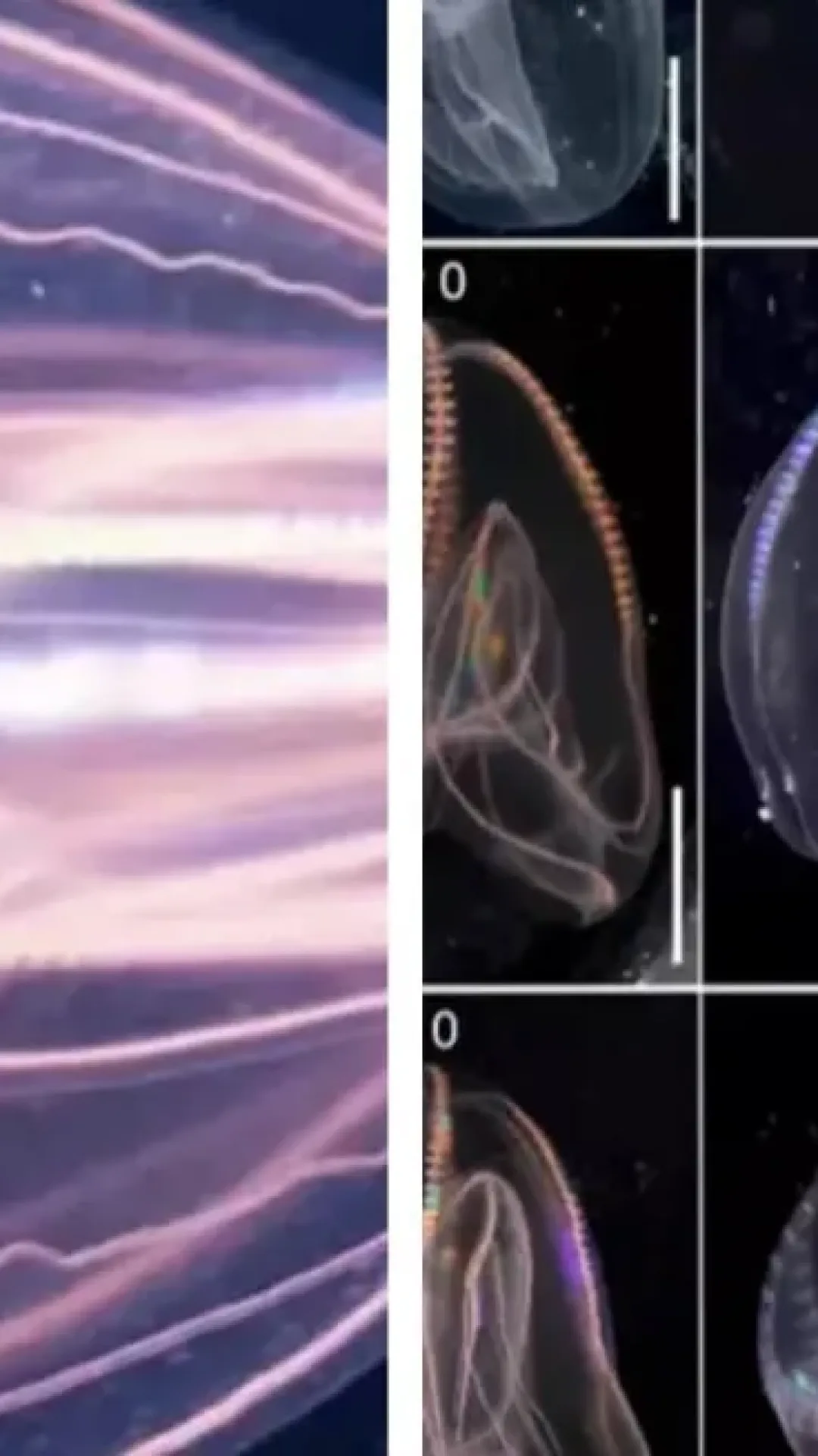 Cientistas descobrem acidentalmente criatura marinha “imortal” com capacidade de “viajar no tempo”