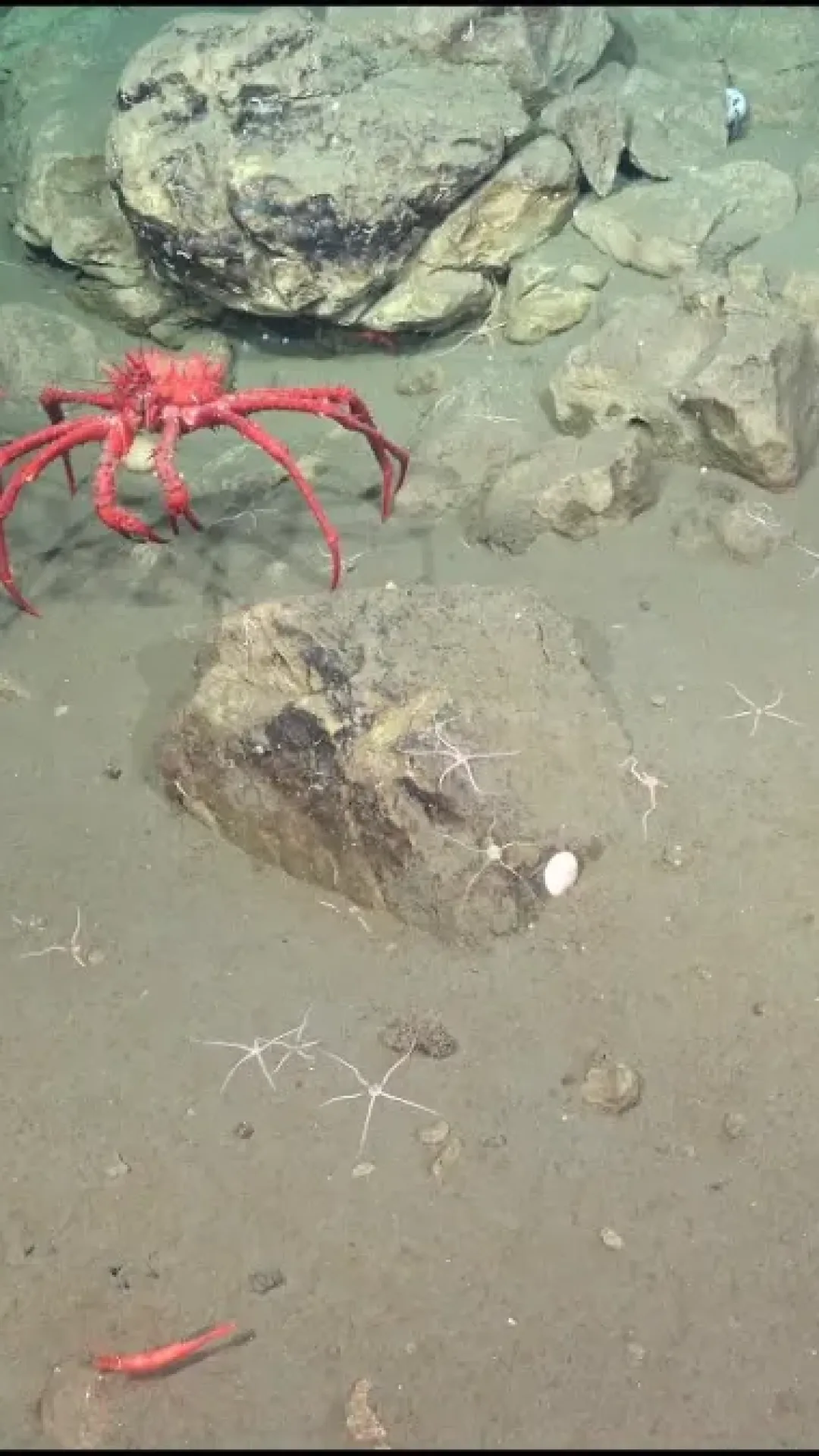 Cientistas descobrem uma criatura assustadora, parecida com um alienígena, que eles chamaram de ‘escuridão’ a 7.900 metros abaixo da superfície do oceano