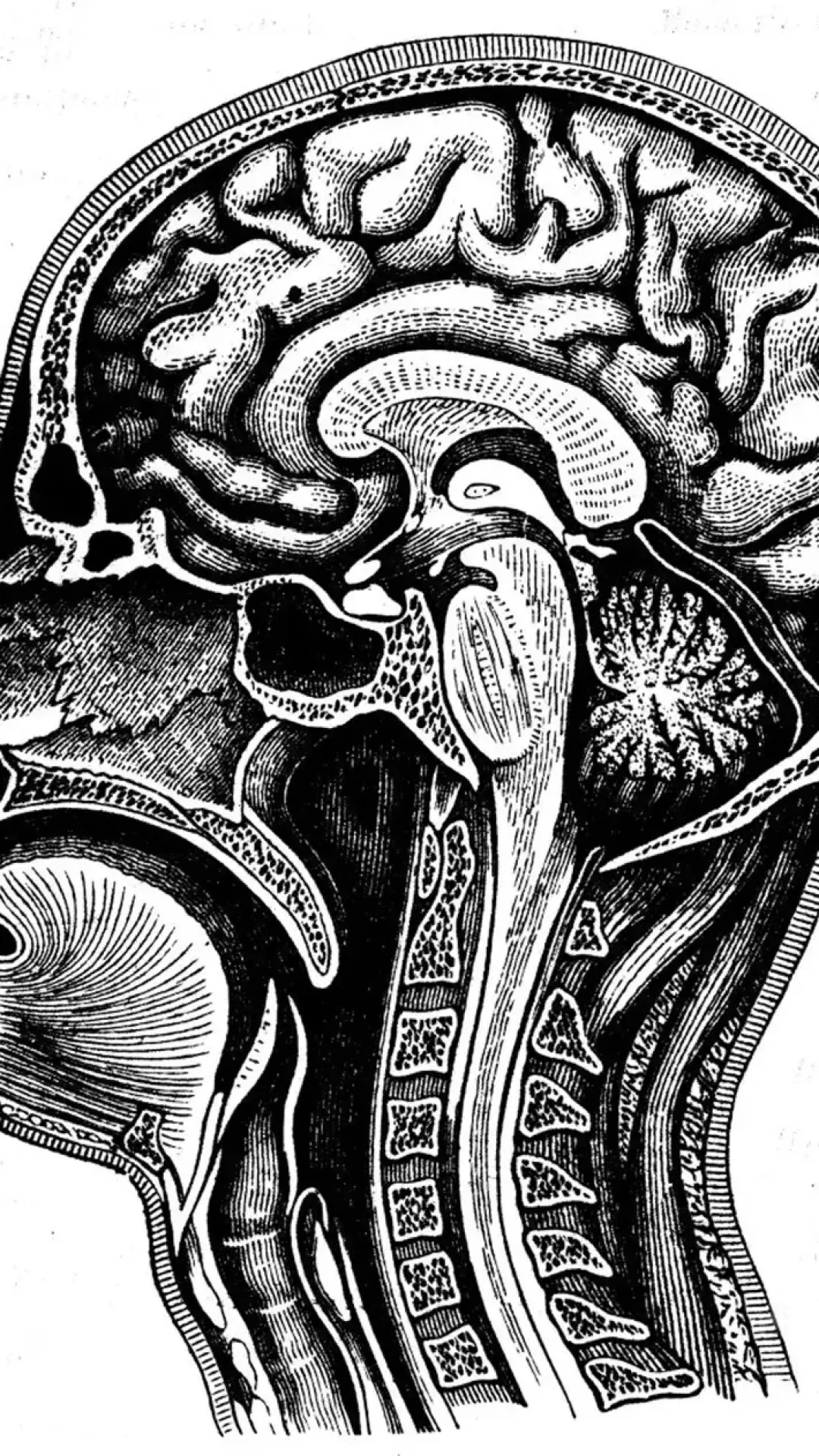 Cientistas descobriram por acidente um novo órgão no corpo humano