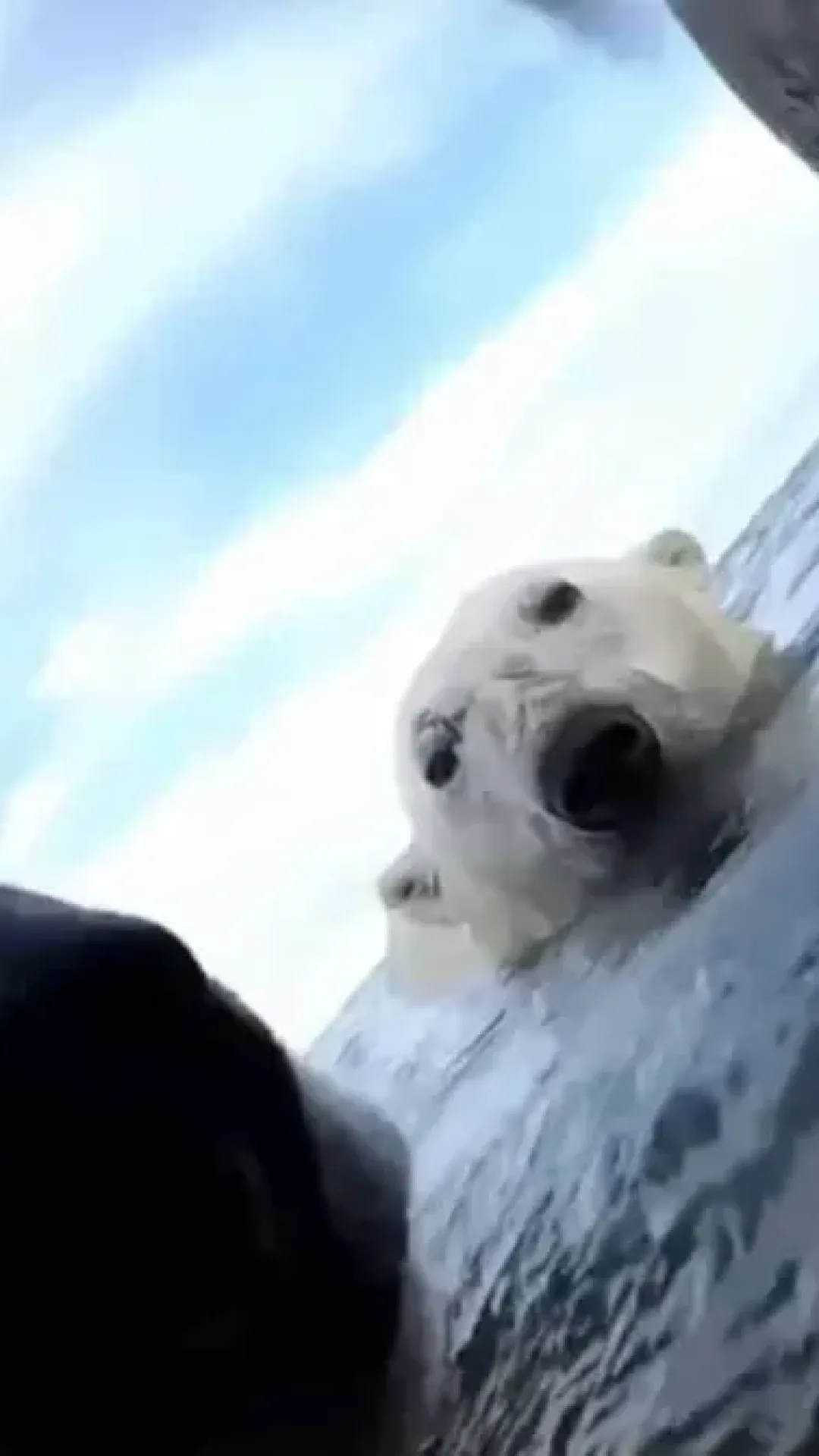 Cientistas prenderam GoPros a um grupo de ursos-polares e ficaram incrivelmente alarmados com o que descobriram