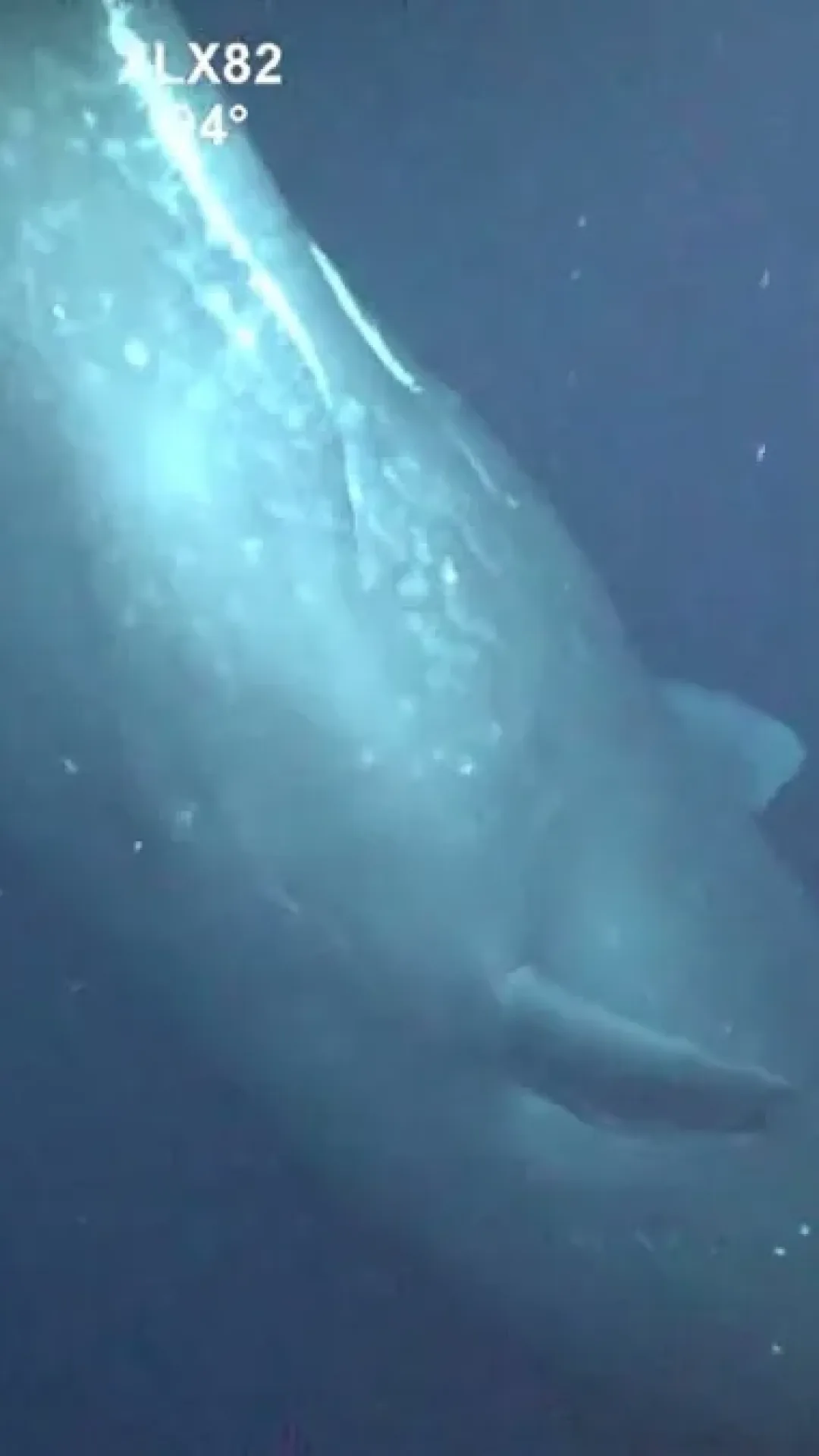 Cientistas recebem visitante inesperado do mar profundo ao inspecionar linha de gás a 900 metros debaixo d’água