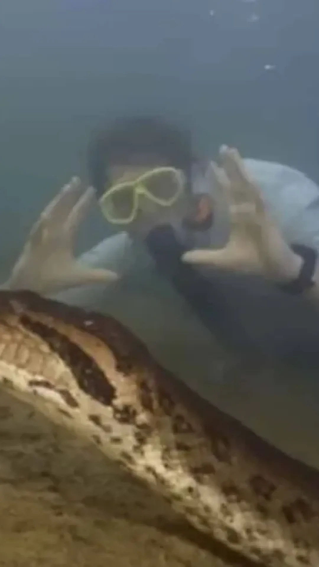 Cobra colossal é descoberta nas profundezas do rio Amazonas