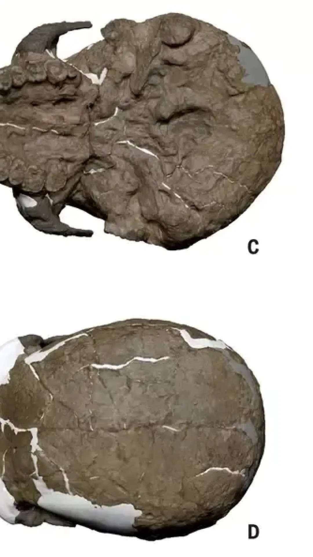 Crânio de um milhão de anos pode reescrever toda a evolução humana, segundo pesquisadores