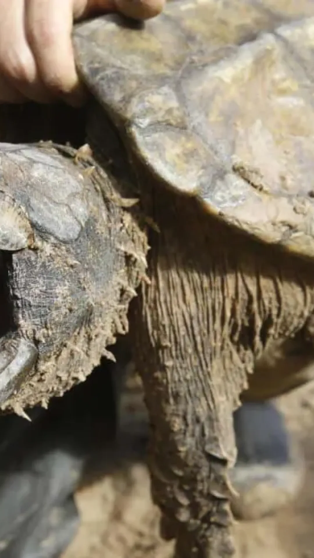Criatura assustadora com garras enormes emerge das profundezas e ‘apavora’ canoístas