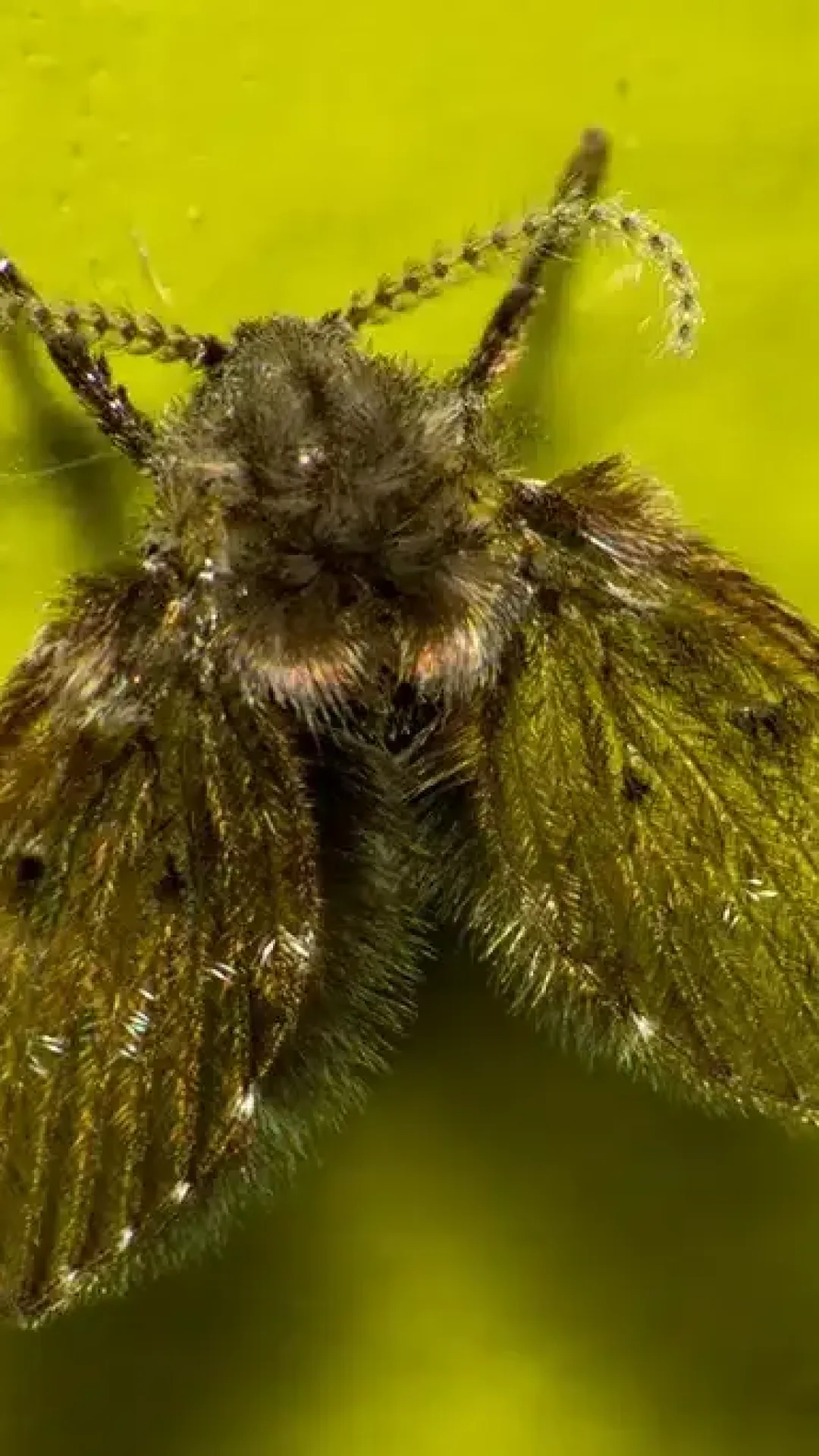 De onde vem aquelas mosquinhas no banheiro? E por que aparecem?