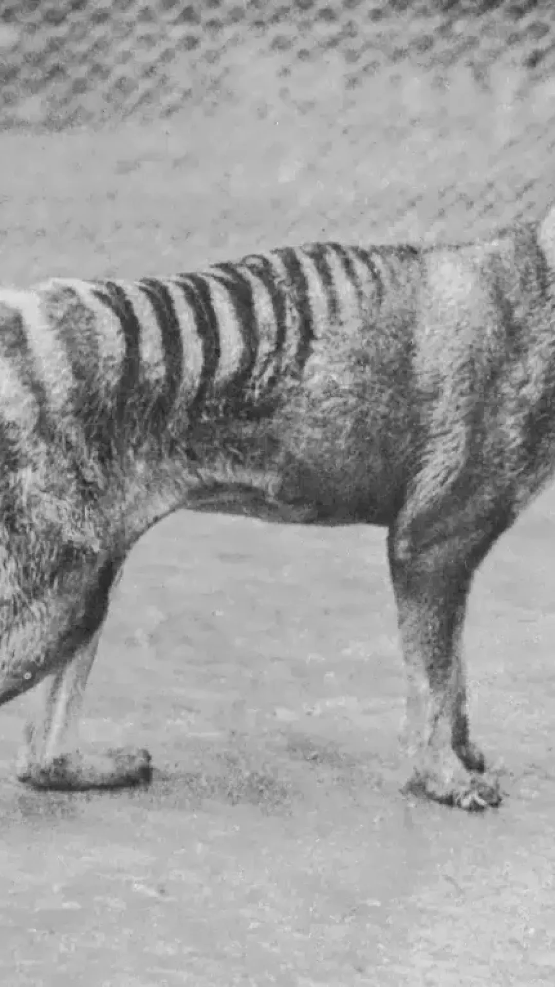 Descoberta macabra de 110 anos pode reviver Tigre-da-Tasmânia extinto