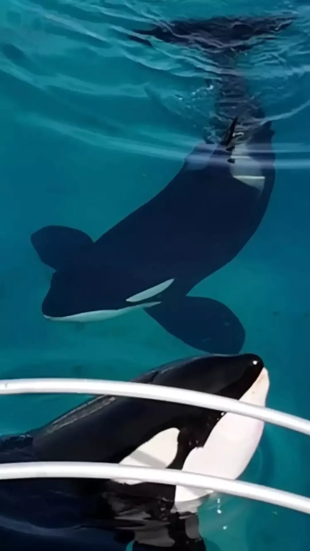 Duas orcas encontradas em parque marinho abandonado pareciam mortas antes de, de forma comovente, começarem a se apresentar