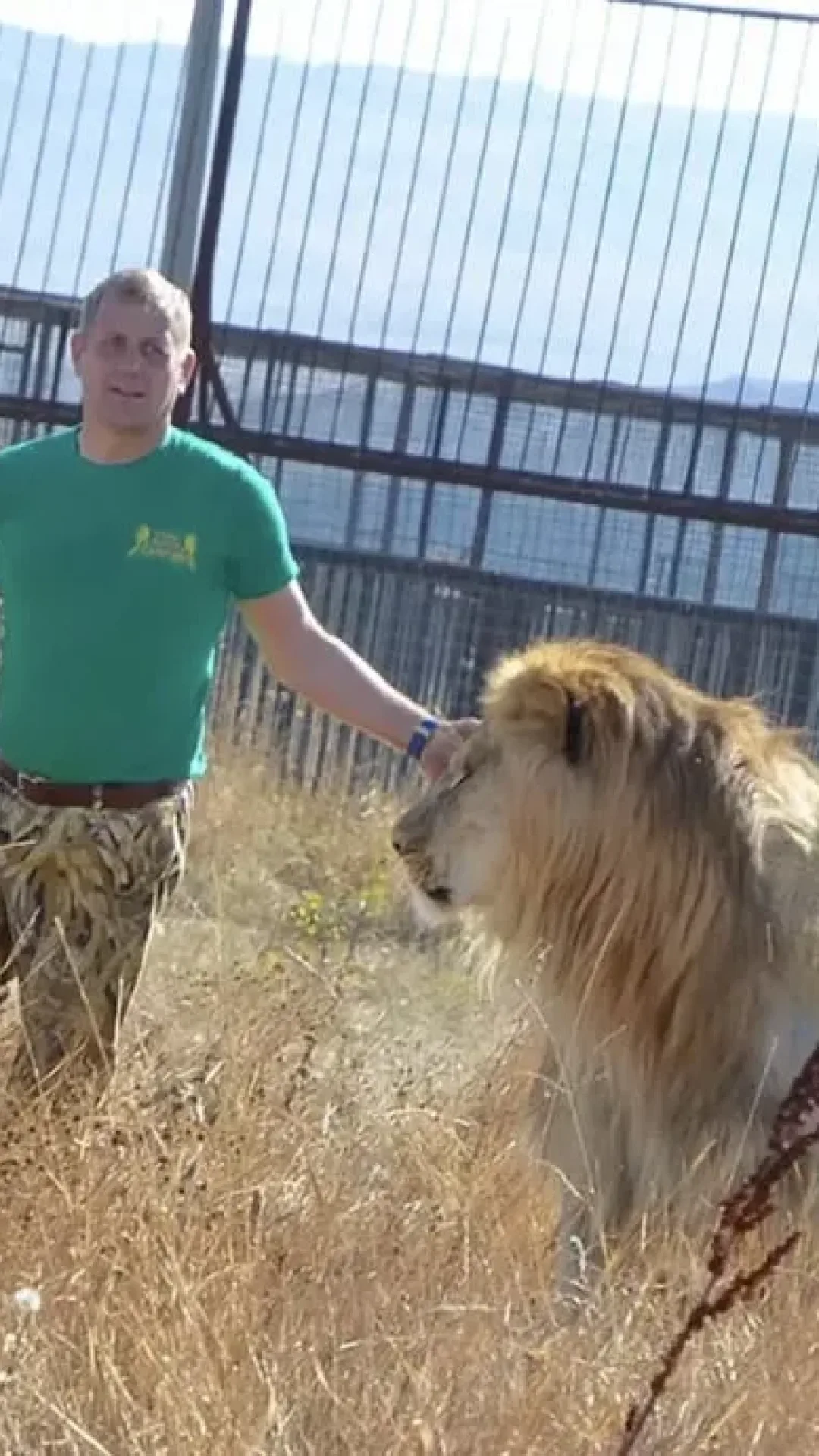 “Encantador de leões” luta pela vida após ataque do mesmo felino que matou sua colega no ano passado