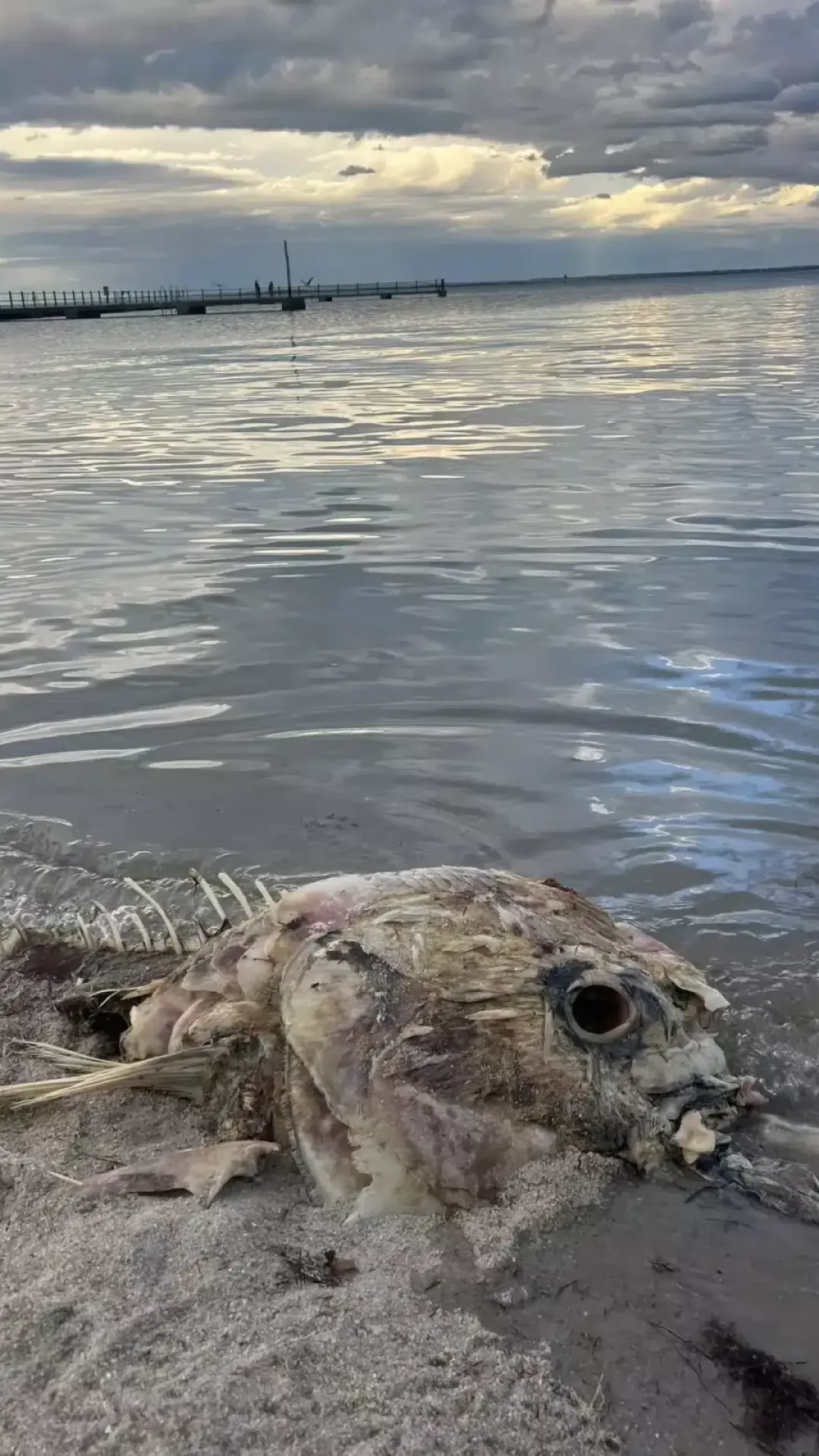 Enorme criatura marinha misteriosa aparece em praia, mas ninguém sabe o que é