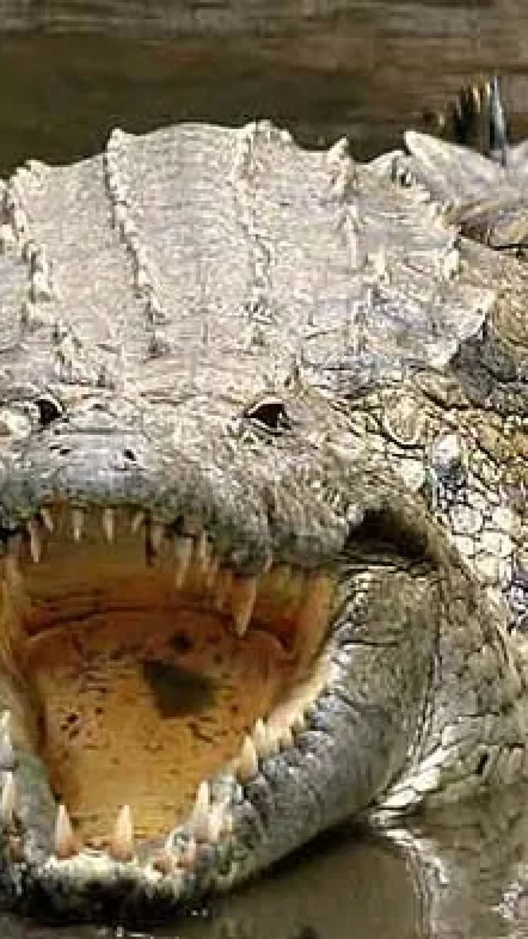 Enorme crocodilo que teria comido 300 pessoas escapa da captura em imagens dramáticas