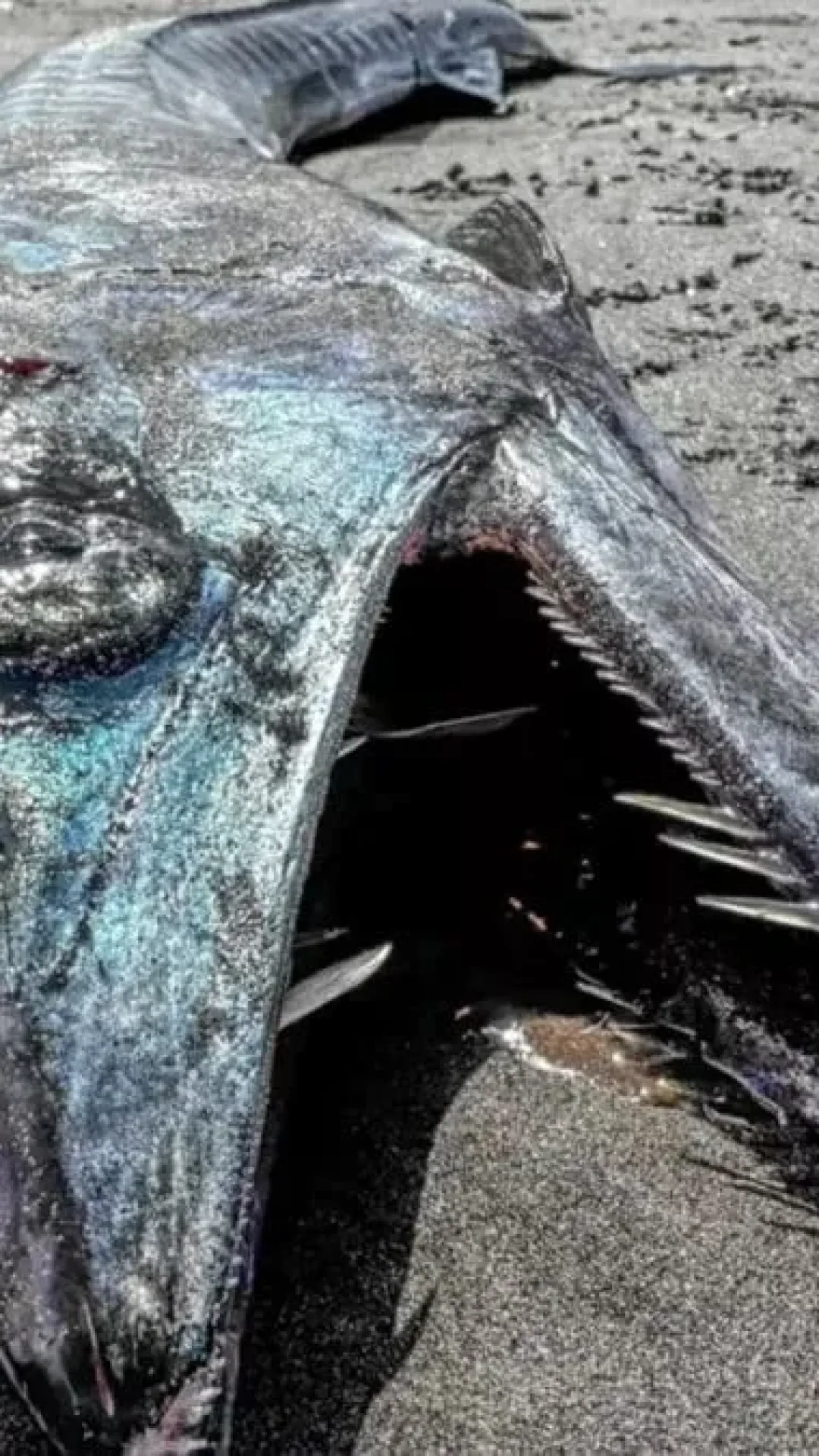 Especialistas fazem descoberta inesperada após peixe raro da ‘Zona do Crepúsculo’ aparecer na praia