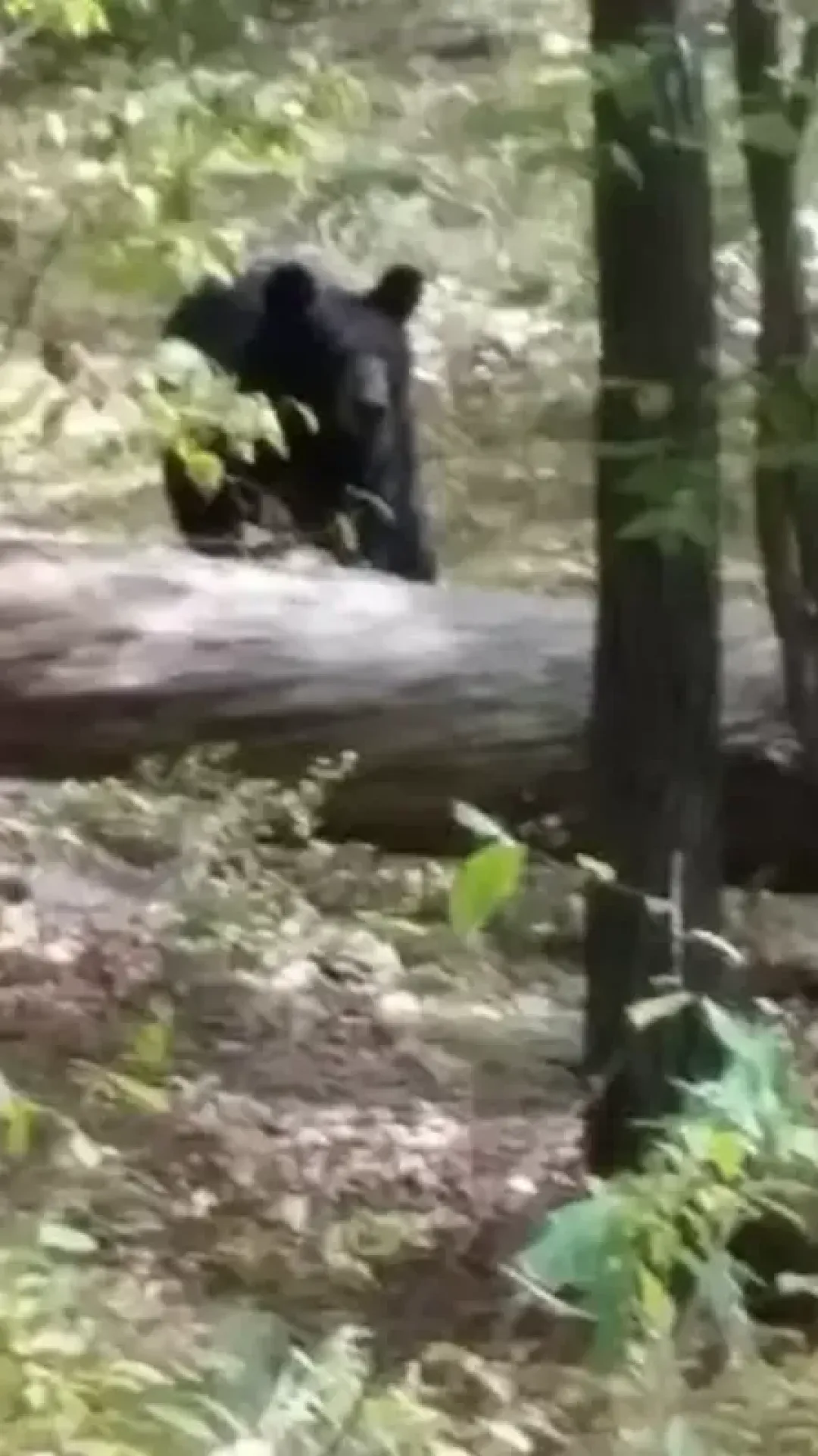 Estudante capturou imagem arrepiante de urso-negro antes de ser atacado até a morte por ele
